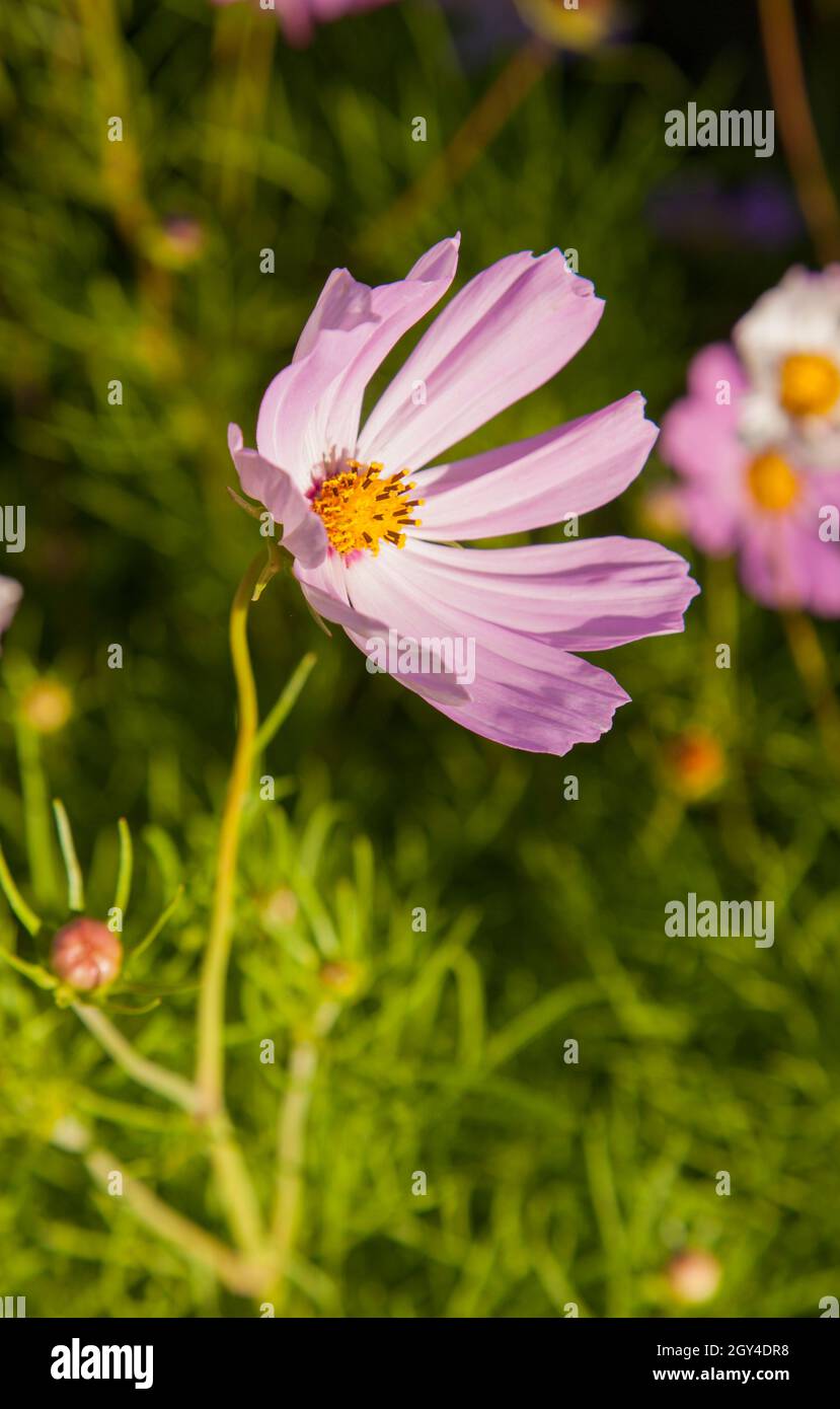 Schöner rosafarbener Cosmos bipinnatus oder Gartenkosmos oder mexikanischer Aster in einem Garten. Stockfoto