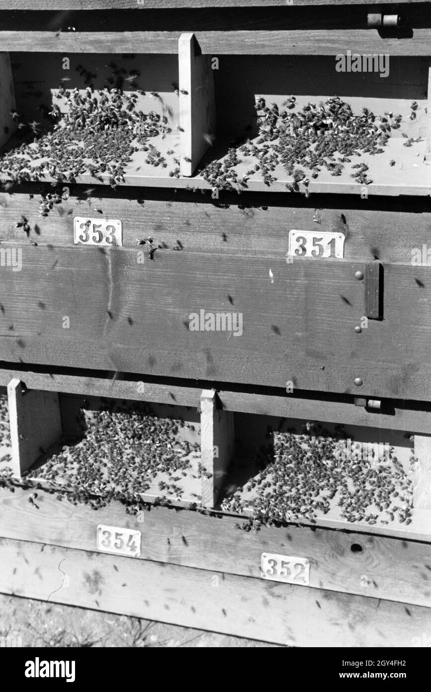 Nummerierte Bienenvölker in einem großen Bienenhaus auf der Imkerei, Deutschland 1930er Jahre. Nummerierte Bienenvölker in einem grossen Biene Haus auf einem Honey Farm, Deutschland 1930. Stockfoto