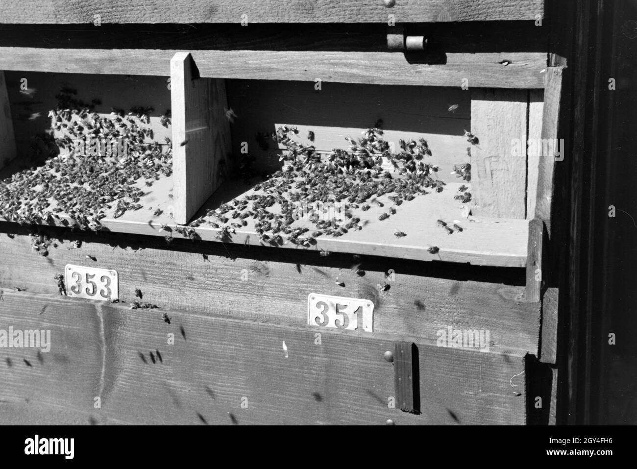 Nummerierte Bienenvölker in einem großen Bienenhaus auf der Imkerei, Deutschland 1930er Jahre. Nummerierte Bienenvölker in einem grossen Biene Haus auf einem Honey Farm, Deutschland 1930. Stockfoto