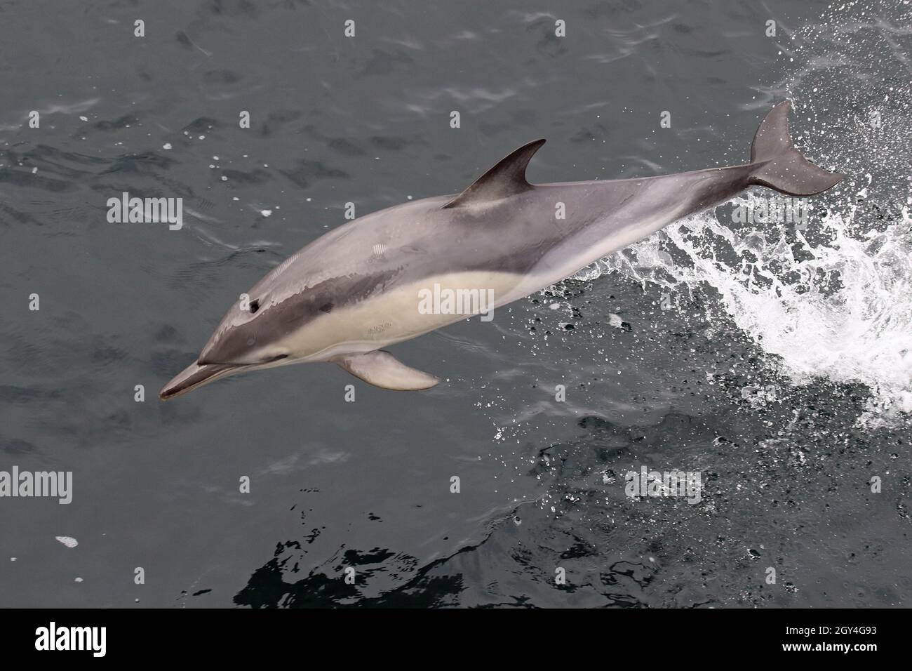 Sequenz 12 - Sequenz von 7 Fotos eines gewöhnlichen Delphins, der in britischen Gewässern springt Stockfoto