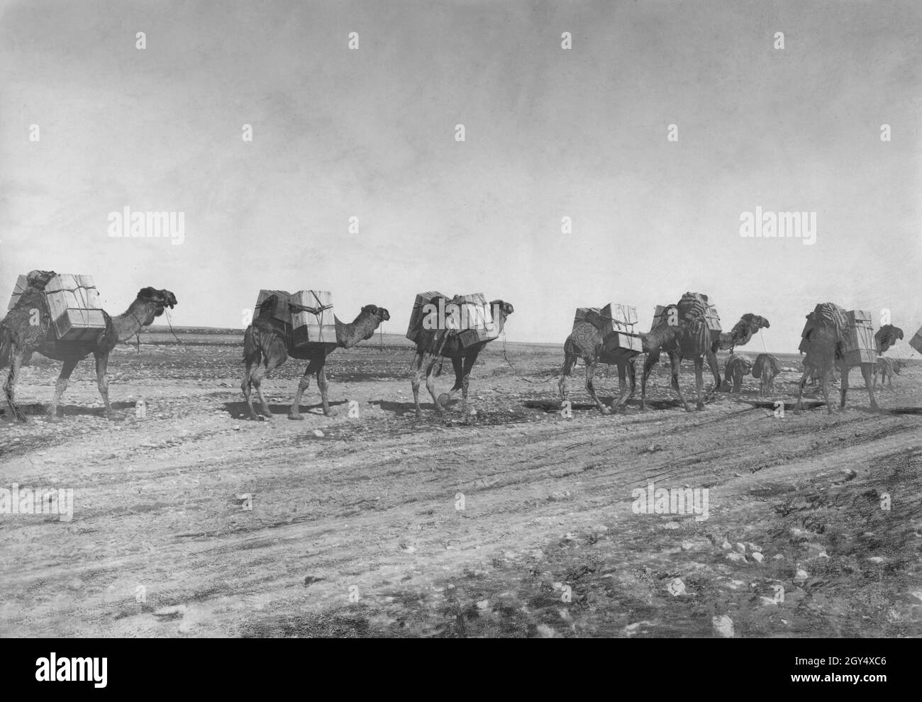 Ein Benzintransport mit einer Kamelkarawane in der Wüste zwischen Syrien und dem Irak. Kamele sind das günstigste Transportmittel. Undatierte Fotografie, ca. 1932. [Automatisierte Übersetzung] Stockfoto