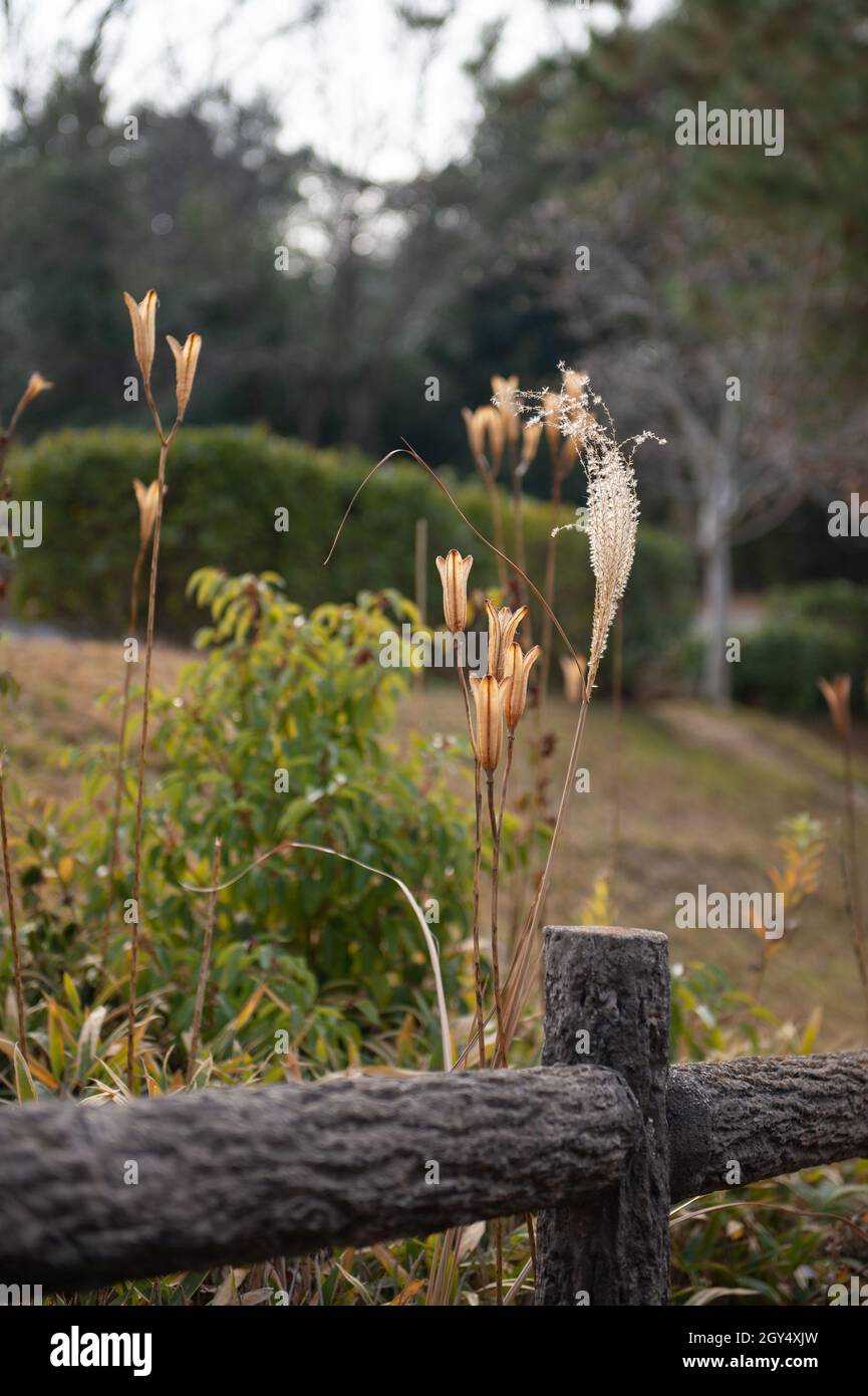 Trockene Pampagras hinter einem Zaun. Tress im Hintergrund. Stockfoto