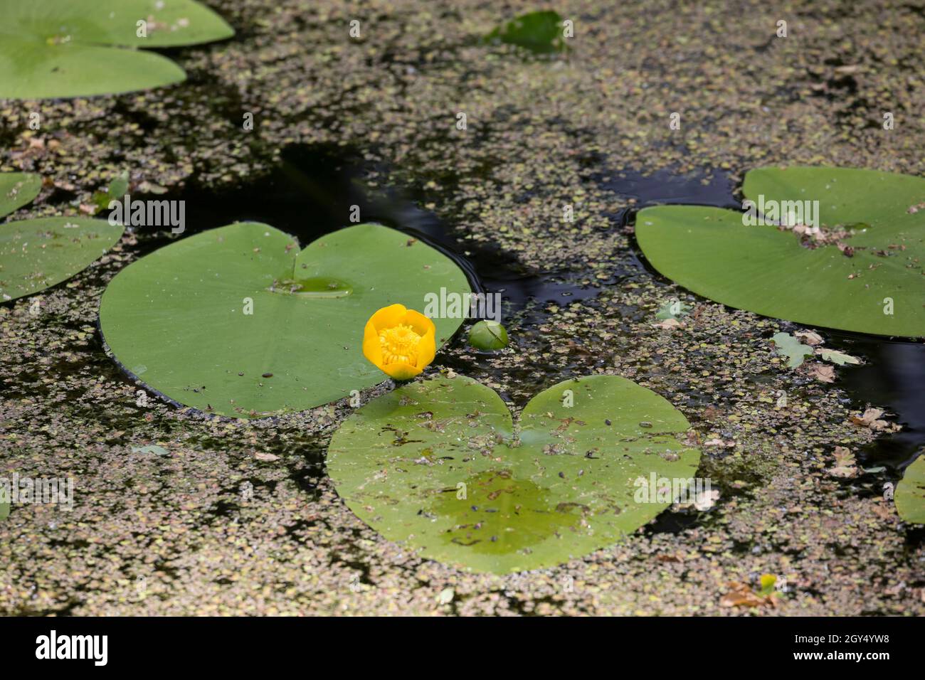 Gelbe Teichrose, Teichrose, Mummel, Nuphar lutea, Brandy Bottle, Gelbe Teichlilie, Gelbe Wasserlilie, Nénuphar commun, Schwimmblatt-Pflanze, Schwimmbad Stockfoto