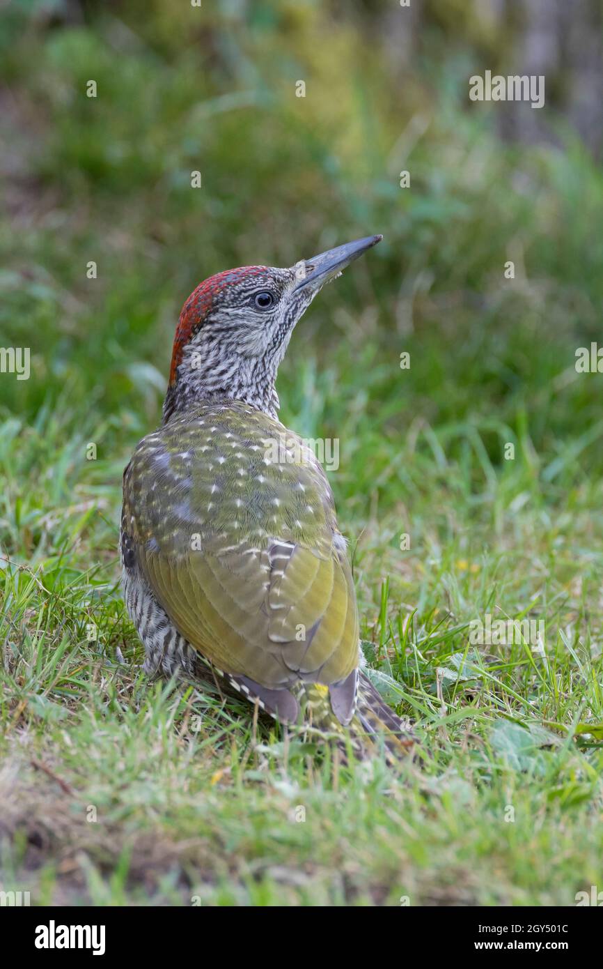 Grünspecht, Jungvogel, Grün-Specht, Grasspecht, Erdspecht, Specht, Spechte, Picus viridis, Grünspecht, Europäischer Grünspecht, Le Pic vert, p Stockfoto