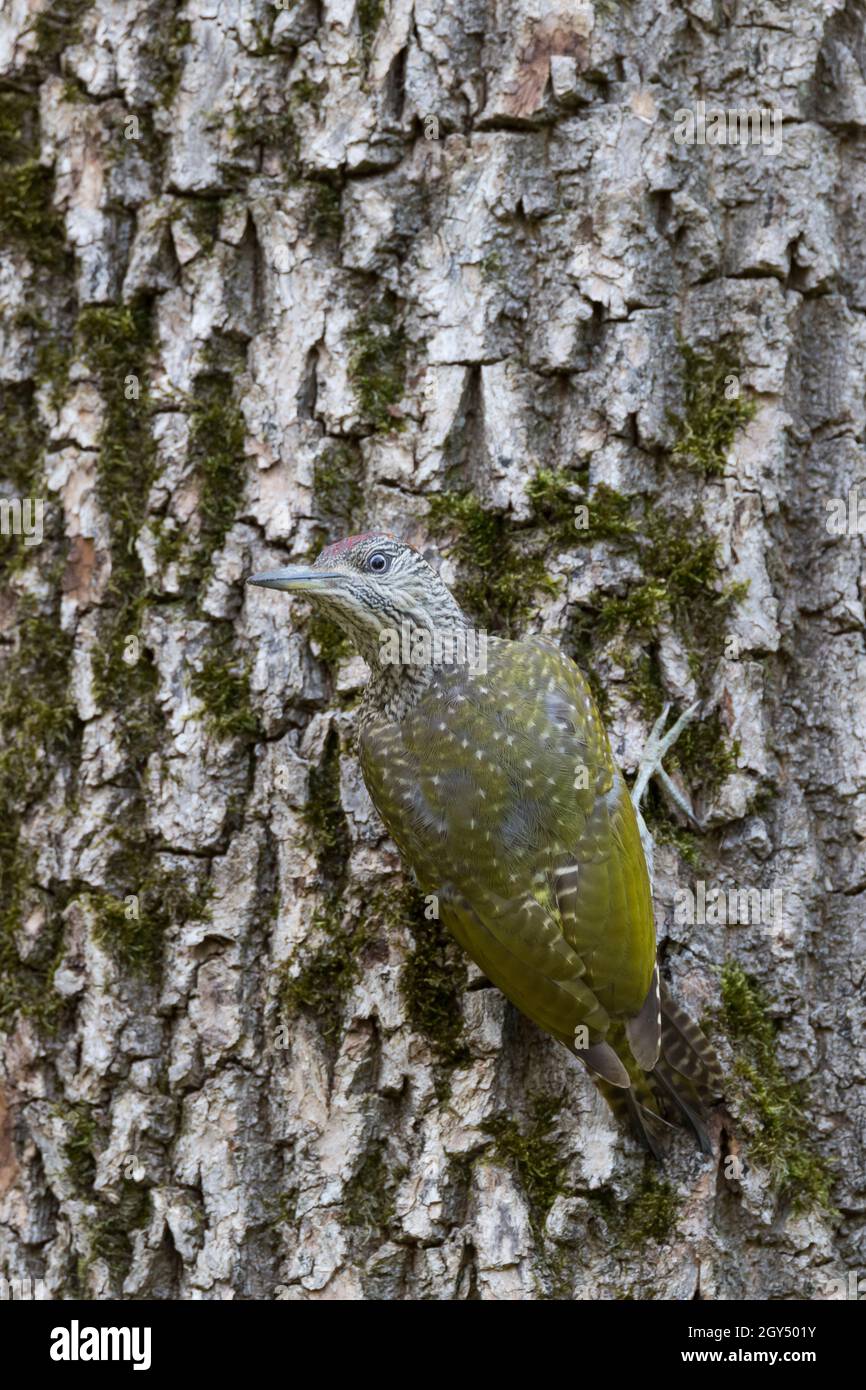 Grünspecht, Jungvogel, Grün-Specht, Grasspecht, Erdspecht, Specht, Spechte, Picus viridis, Grünspecht, Europäischer Grünspecht, Le Pic vert, p Stockfoto