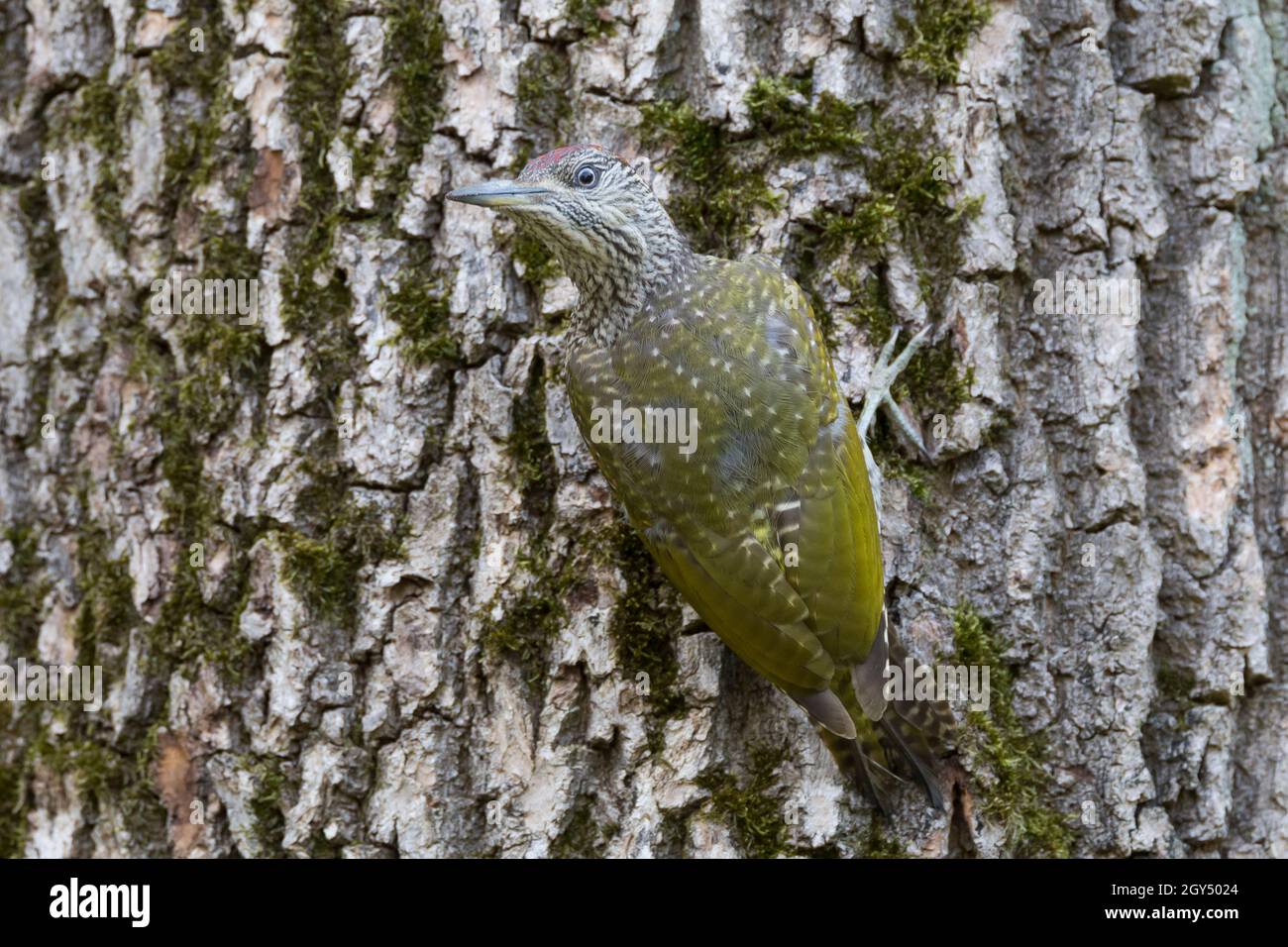 Grünspecht, Jungvogel, Grün-Specht, Grasspecht, Erdspecht, Specht, Spechte, Picus viridis, Grünspecht, Europäischer Grünspecht, Le Pic vert, p Stockfoto