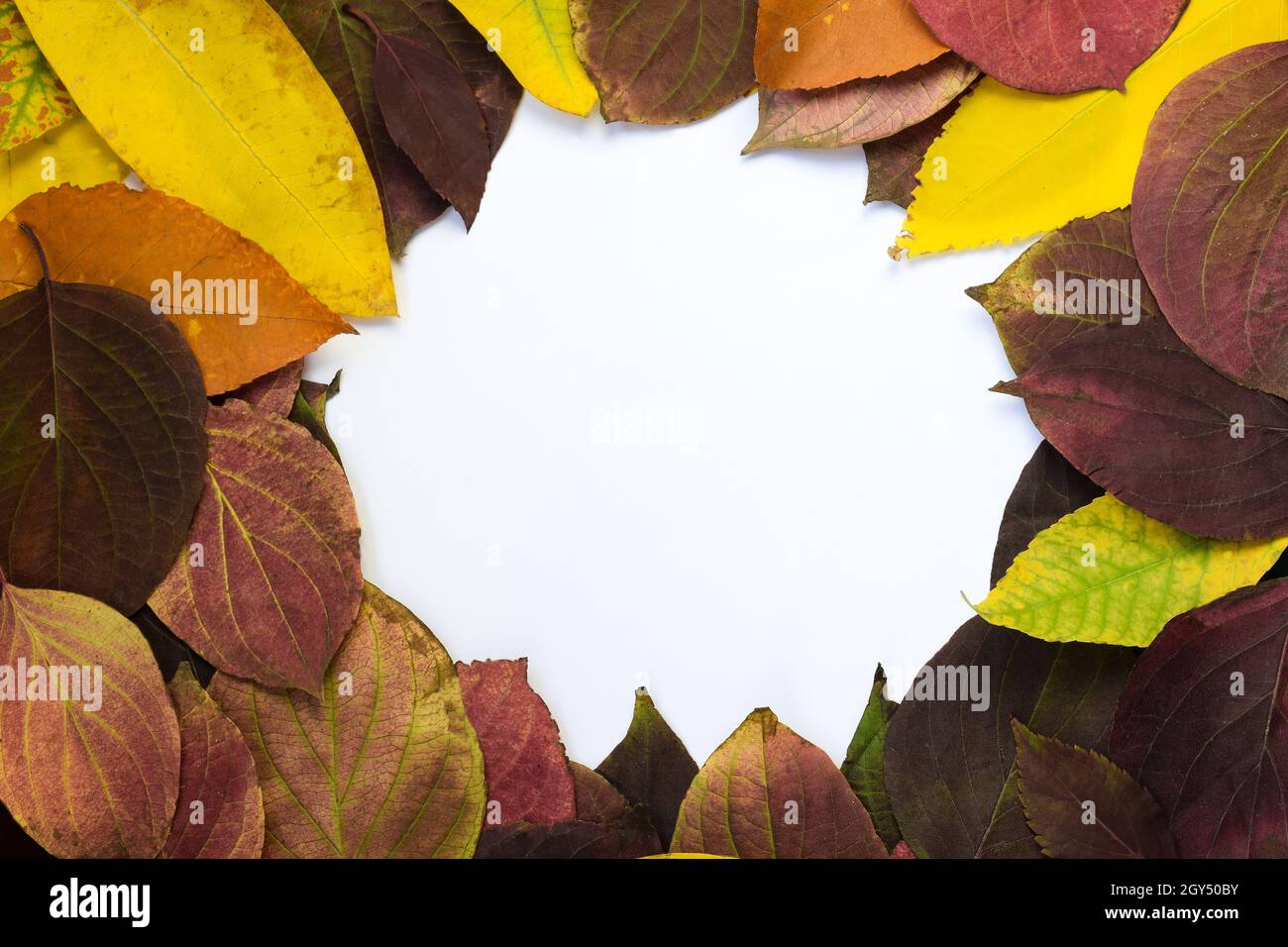 Rahmen aus herbstlich gefallenen Blättern in verschiedenen Farben und Formen. In der Mitte des Rahmens befindet sich ein leerer weißer Bereich zum Beschneiden Stockfoto
