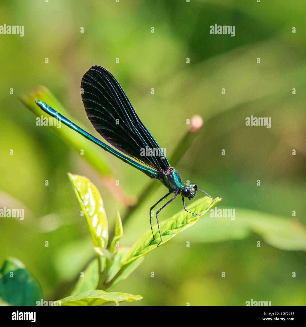 Ich fand diese seltene Hine's Emerald-Fliege beim Erkunden des Fenengebietes eines Door County Land Trust Gebietes in der Nähe von Sturgeon Bay WI. Nahe Lake Michigan WI. Stockfoto