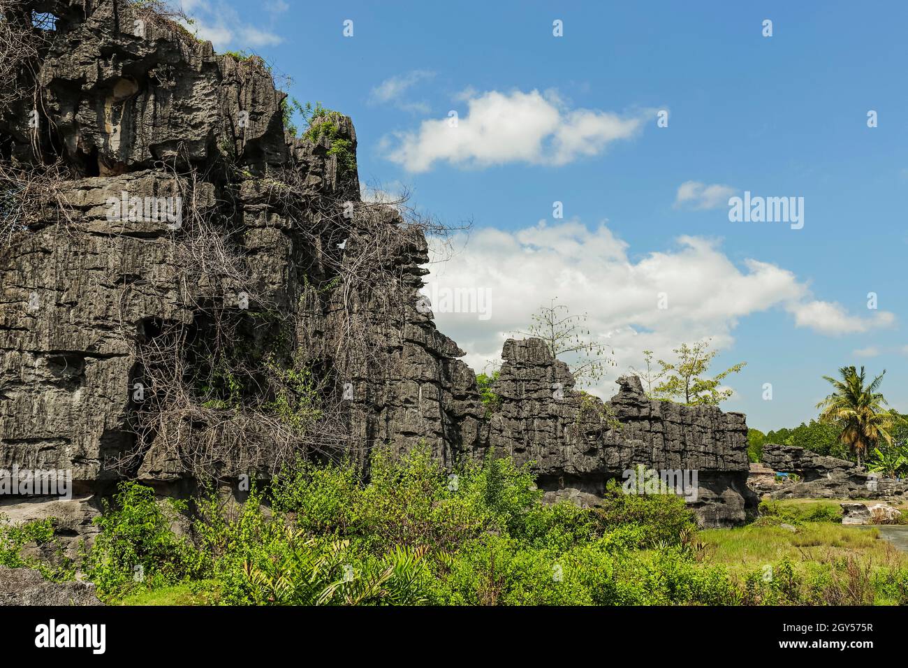 Typische, rissige und erodierte Kalksteinfelsen in dieser zum UNESCO-Weltkulturerbe gehörenden Karstregion, Rammang-Rammang, Maros, Süd-Sulawesi, Indonesien Stockfoto