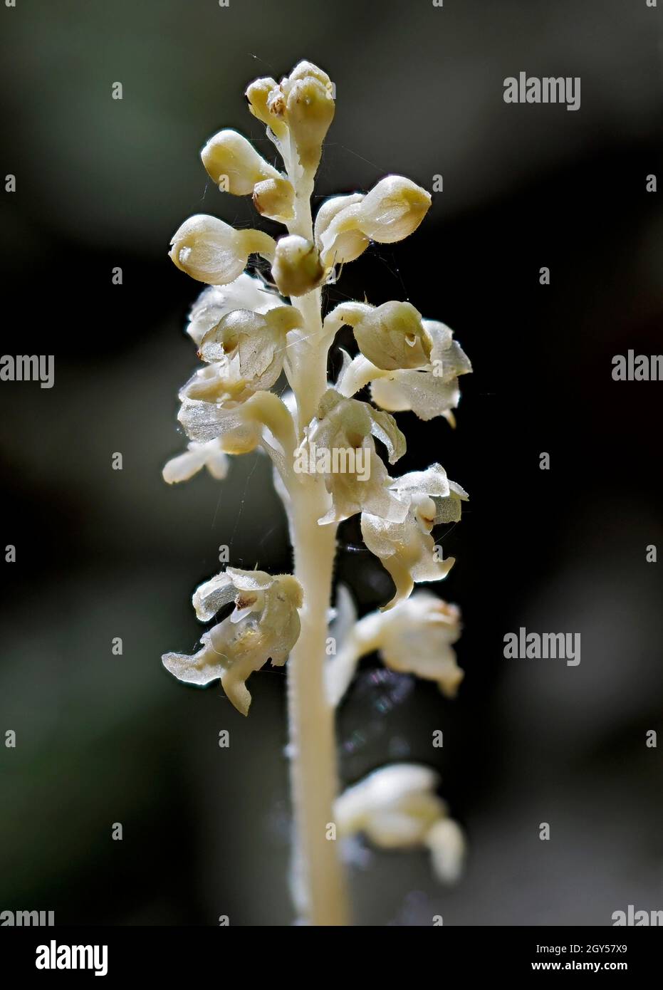 Birds Nest Orchid (Neottia nidus-avis) Homefield Woods, Buckinghamshire, SSSI Nature Reserve, non photosynthetis Orchidee, gestapelter Fokus Stockfoto