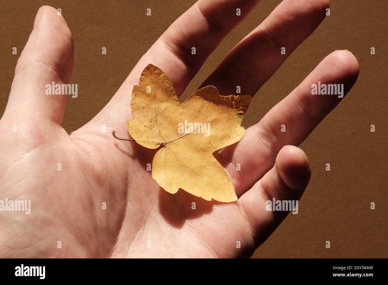 Gelb gefallenes Blatt auf der Oberfläche der Handfläche. Stockfoto