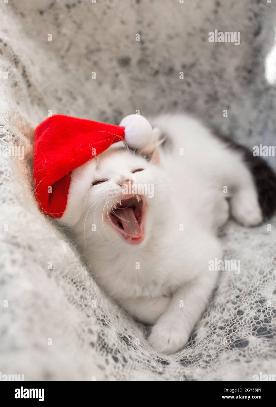 Kleines weißes Kätzchen liegt auf einem weichen Strickschal in einem Weihnachtsmütze und gähnt. Die Atmosphäre von Weihnachten gemütliche Feiertage. Das Leben eines geliebten Haustieres. Weihnachtsmann Stockfoto