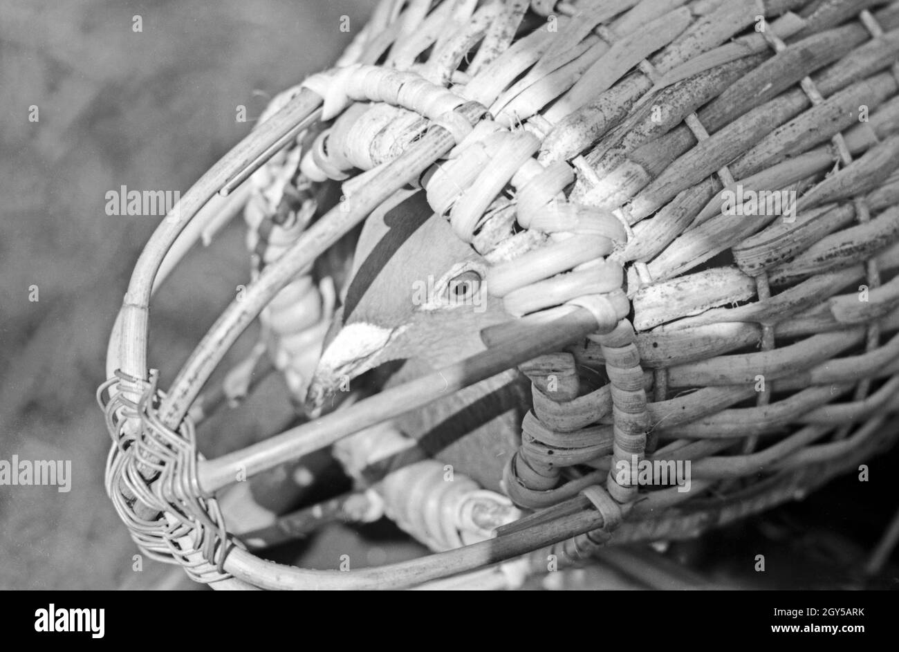Eine Brieftaube Brieftauben Heeres der Anstalt in Berlin Spandau in ihrem Transportkorb zur Befestigung am Diensthund, Deutschland 1930er Jahre. Eine Brieftaube des Heeres Brieftauben Anstalt in seinem Käfig für sie haften auf den Hund, Deutschland 1930. Stockfoto