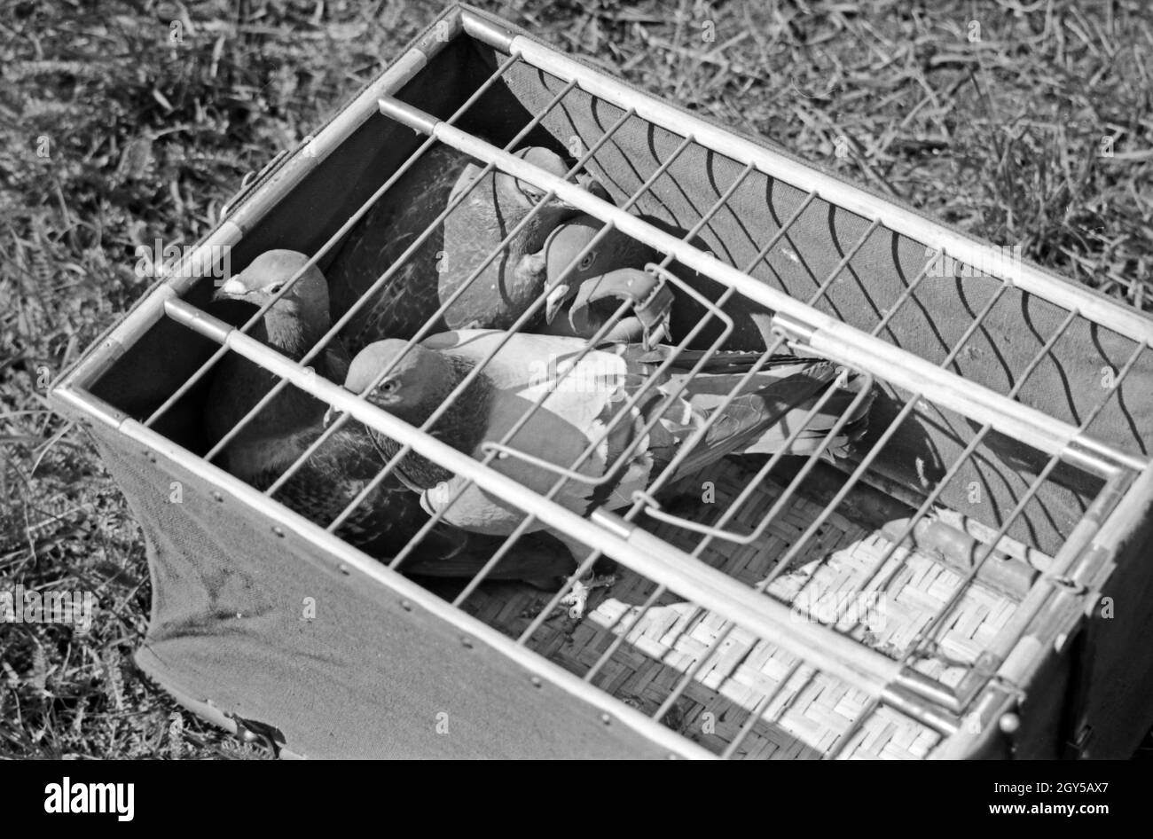 Drei Heeres Brieftauben Brieftauben der Anstalt in Berlin Spandau in ihrem Käfig, Deutschland 1930er Jahre. Drei Brieftauben des Heeres Brieftauben Anstalt in ihrem Käfig, Deutschland 1930. Stockfoto