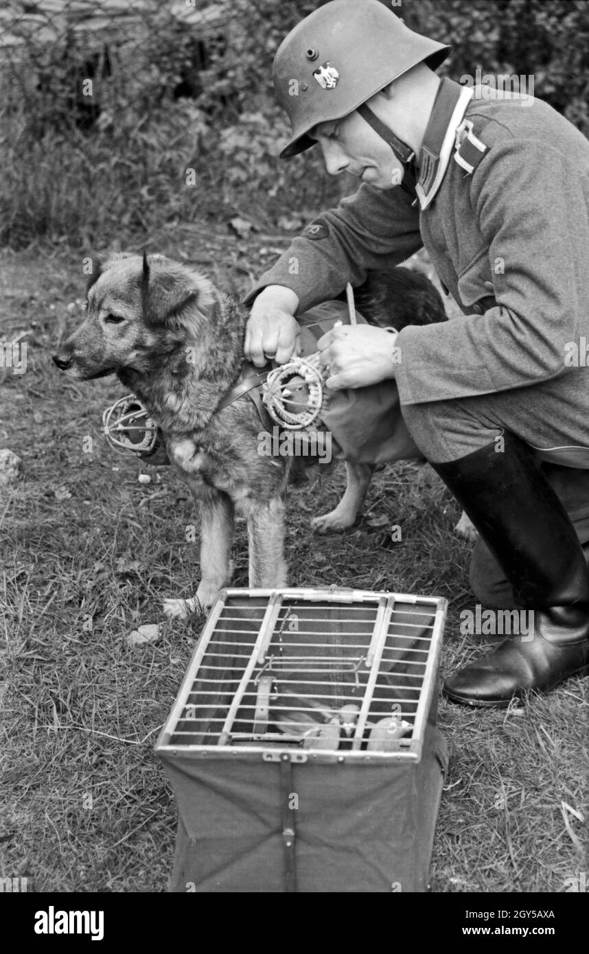 Ein Unteroffizier der Heeres Brieftauben Anstalt in Berlin Spandau setzt einen Hund als Transportmittel für die Tauben ein, Deutschland 1930er Jahre. Ein korporal des Heeres Brieftauben Anstalt mit einem Hund als Transporter für Brieftauben, Deutschland 1930. Stockfoto