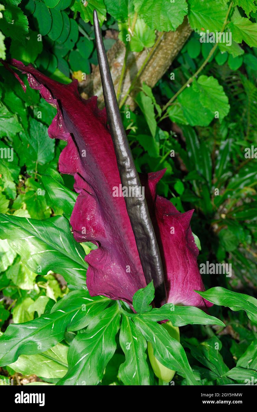 Dracunculus vulgaris ist endemisch auf dem Balkan und erstreckt sich bis nach Griechenland, Kreta und den Ägäischen Inseln, sowie in den südwestlichen Teilen von Anat Stockfoto