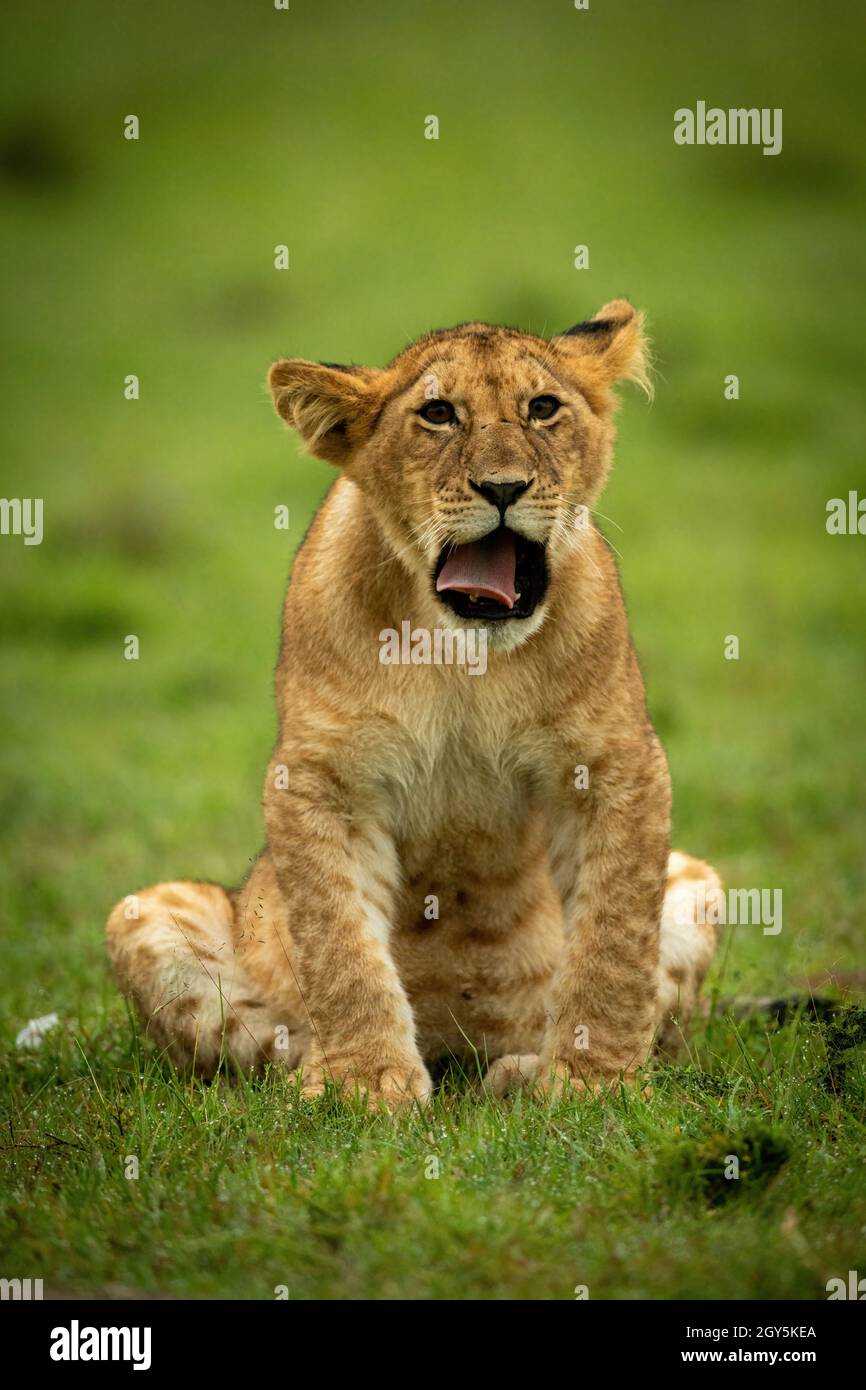 Das Löwenjunge sitzt gähnend in Richtung Kamera Stockfoto