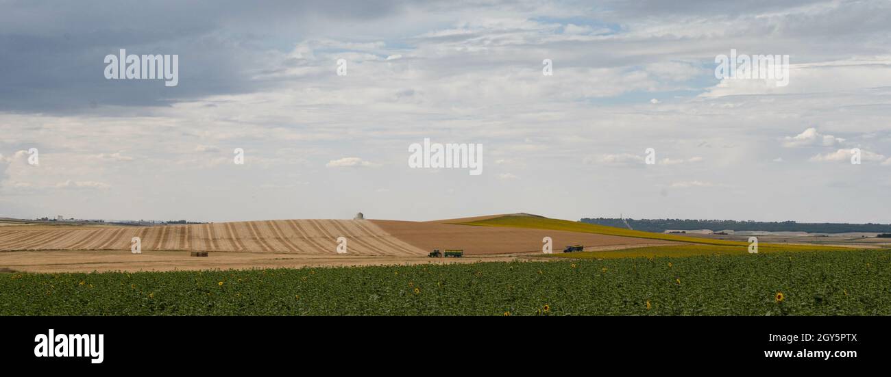 Blick auf landwirtschaftliche Traktoren, die sich durch einen Weg zwischen Weizenfeldern bewegen Stockfoto