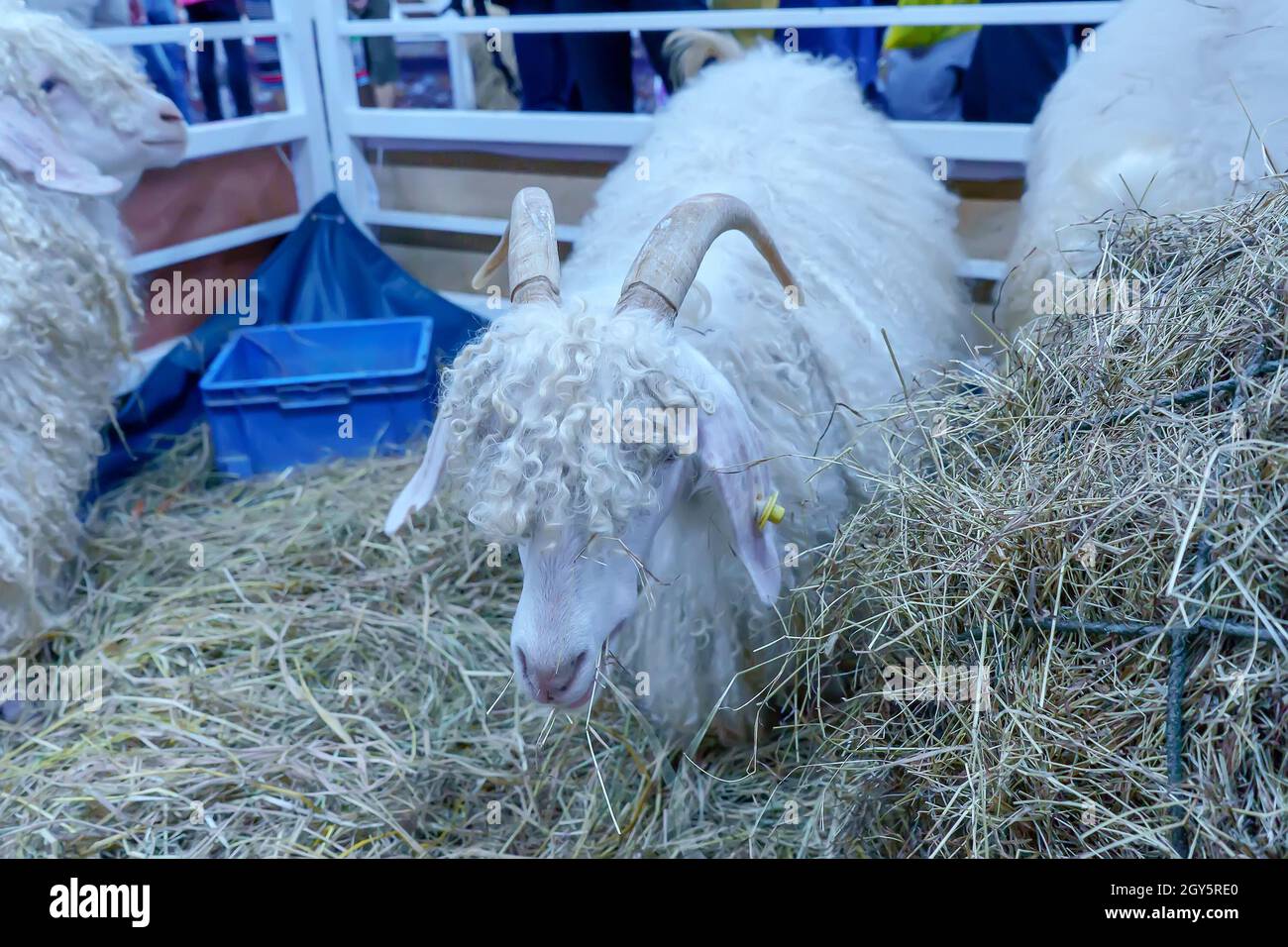 Anglo-Nubian Ziegen Gehen auf Stroh in einem Stall. Stockfoto