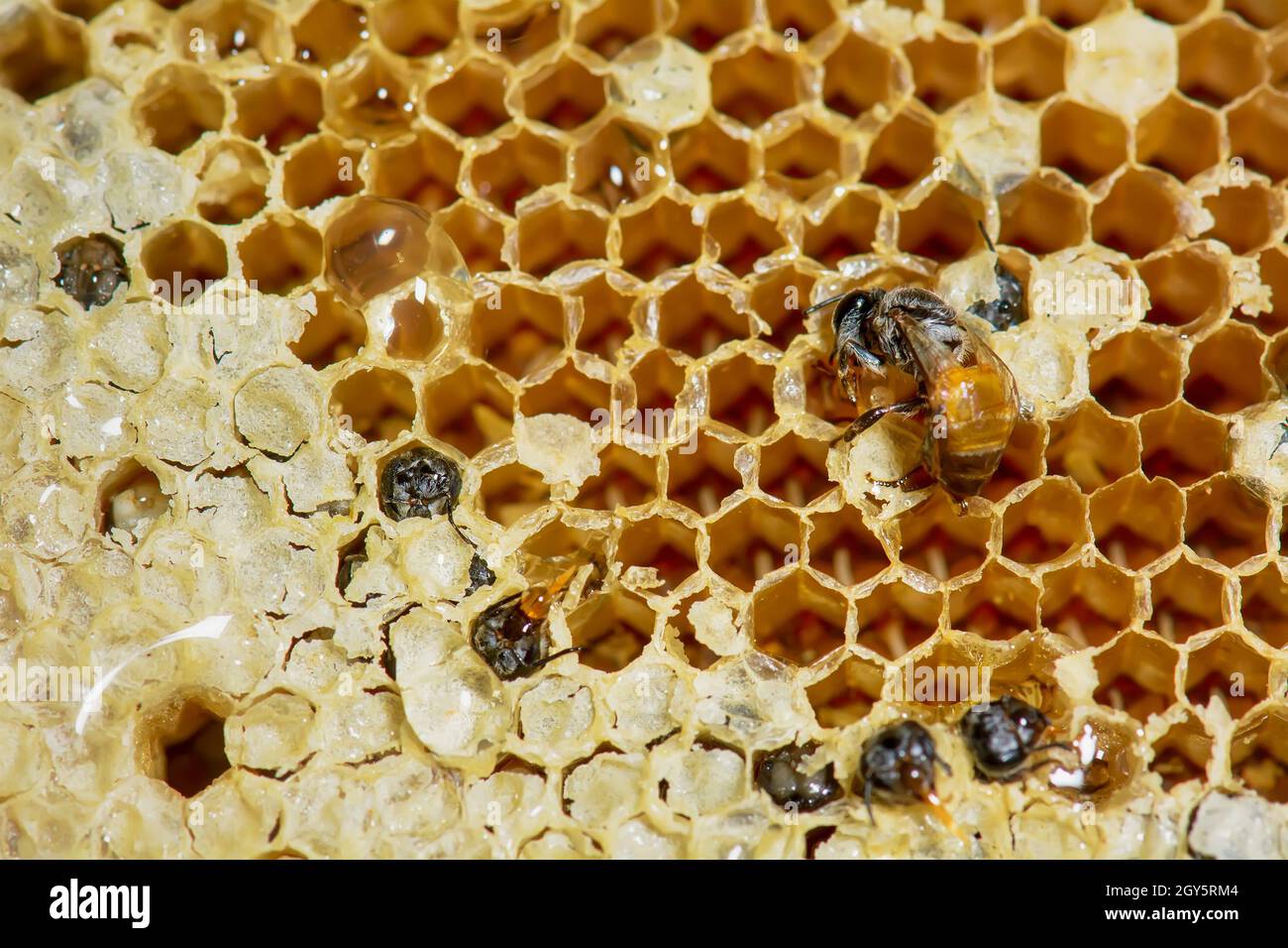 Nest von APIS FLOREA bei Frost Bedingungen bis zum Einfrieren in einigen Teilen. Stockfoto