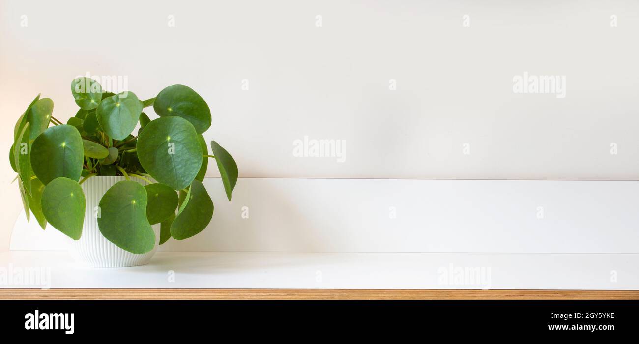 Pilea peperomioides, Geldanlage auf weißem Holzregal und moderner weißer Hintergrundtextur, stilvolle moderne Dekoration für Innenhaus, Kopie Raum retr Stockfoto