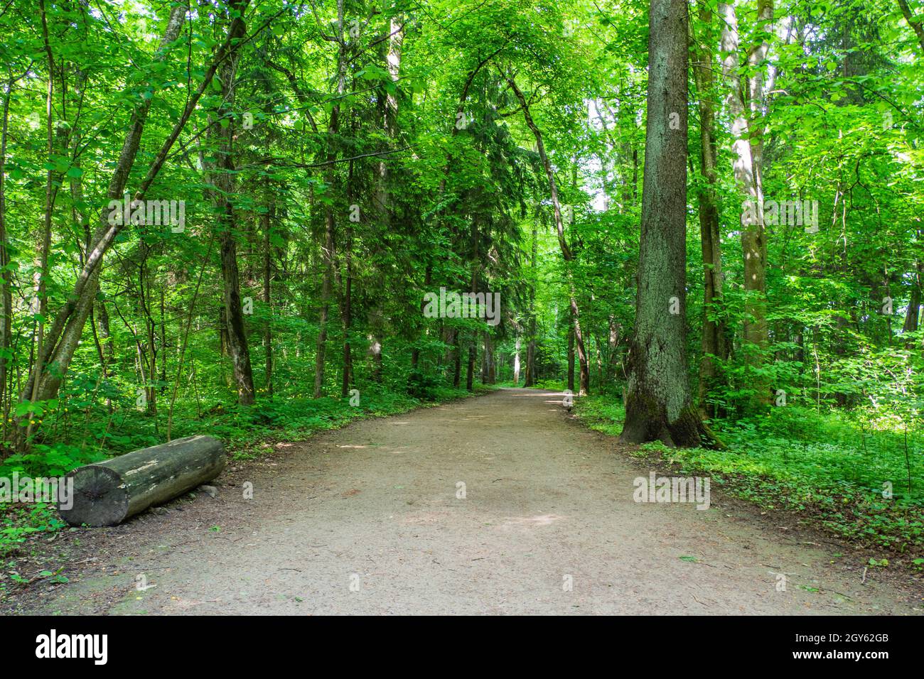 Wanderweg durch einen Wald mit Bäumen auf beiden Seiten. Stockfoto