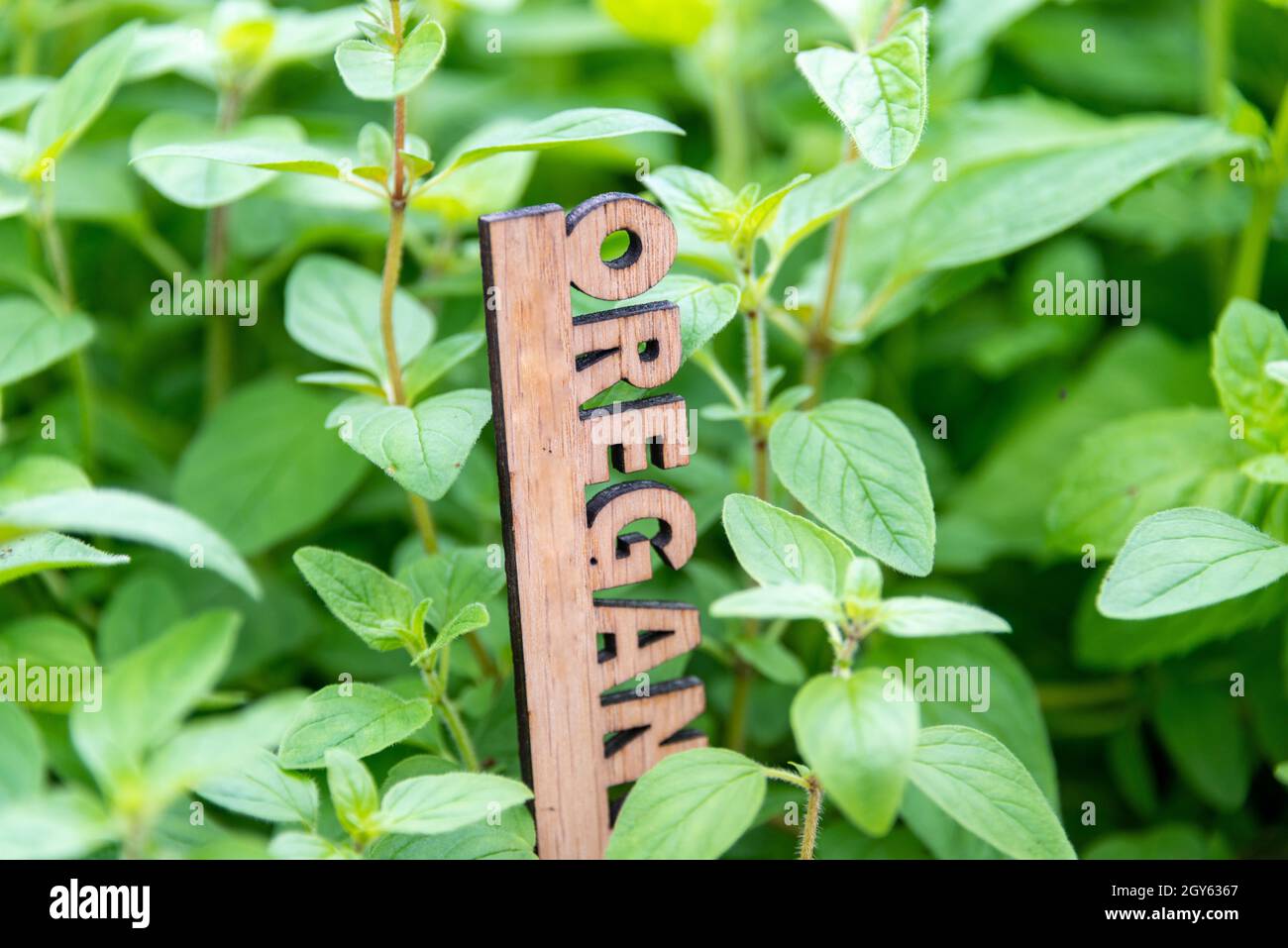 Ein urbaner Garten voller lebendiger grüner Oranganokräuter, die in einem kleinen Blumentopf wachsen. Es gibt einen Holzmarker mit den Buchstaben oregano in der Pflanze Stockfoto