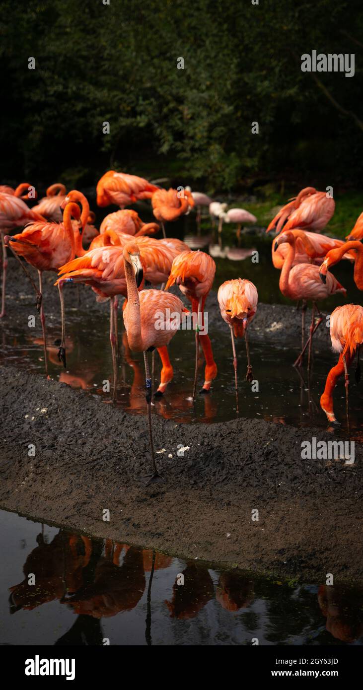 Vertikale Aufnahme von Flamingos im Zoo Dresden Stockfoto