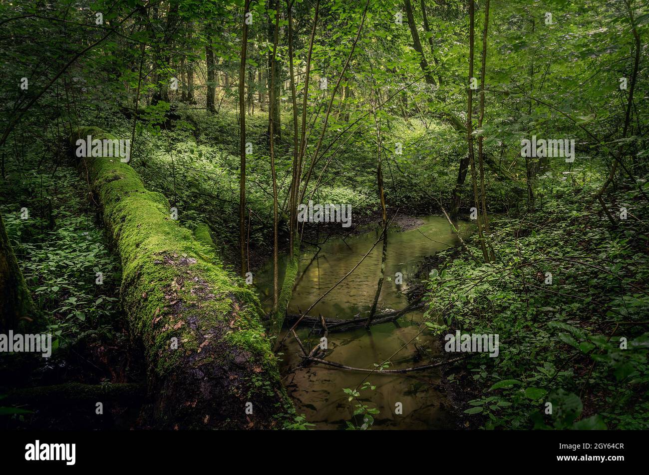 Ein Bach tief im Wald. In der Nähe der Stadt Olsztynek, Warmian-Mazurian Provinz, Polen. Stockfoto