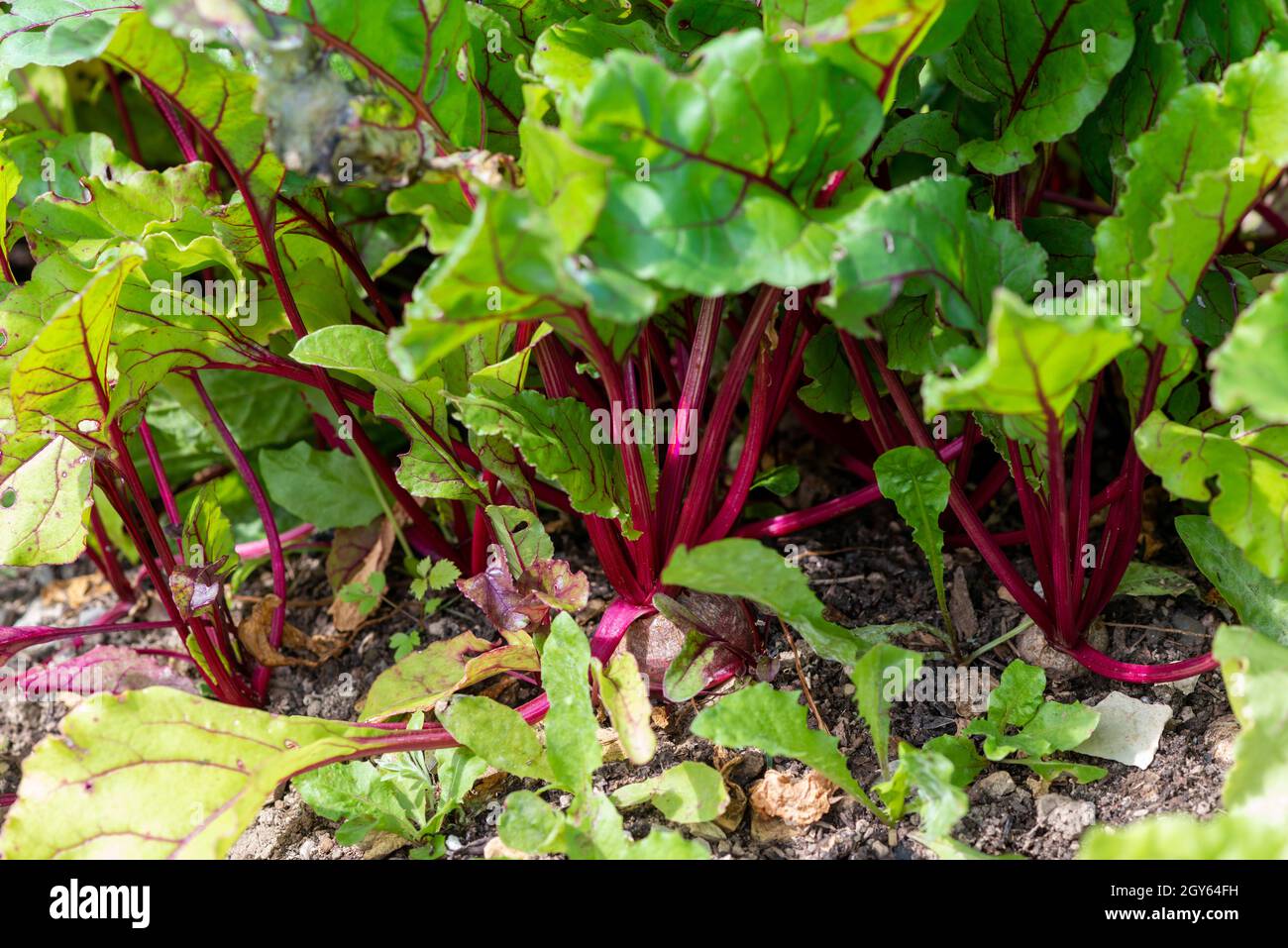 Hohe gerippte Stiele aus Schweizer Mangold-Grüns. Grünes und rötlich belaubtes Gemüse wächst in dunkelreicher Erde. Die Collard-Grüns haben rote und orangefarbene Stiele. Stockfoto