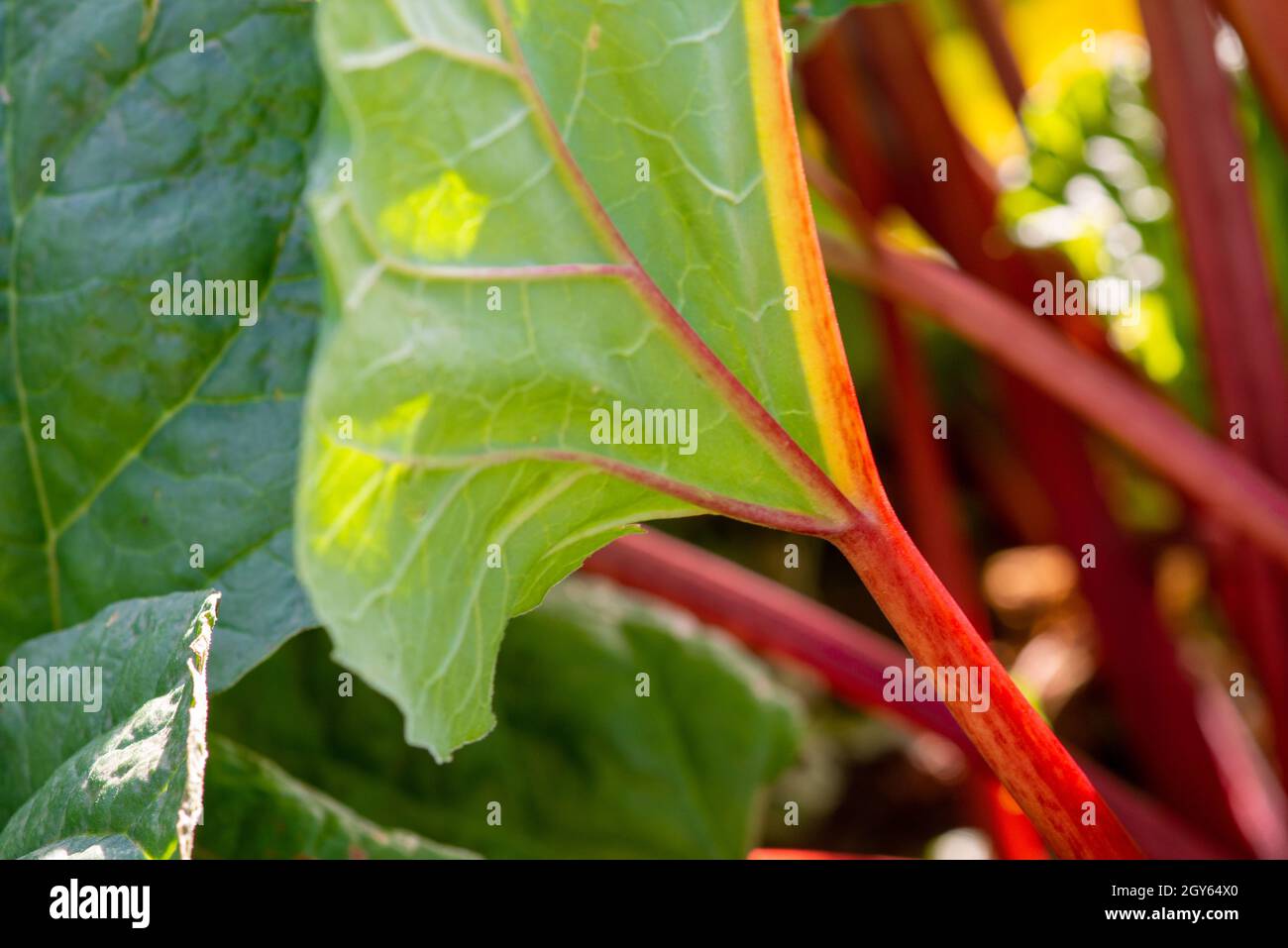 Hohe gerippte Stiele aus Schweizer Mangold-Grüns. Grünes und rötlich belaubtes Gemüse wächst in dunkelreicher Erde. Die Collard-Grüns haben rote und orangefarbene Stiele. Stockfoto