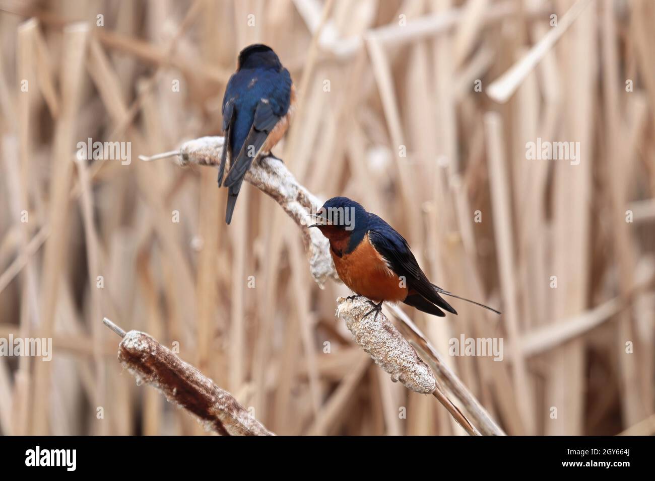 Nahaufnahme einer Scheune Schwalben, die auf dem Schilf sitzen. Stockfoto