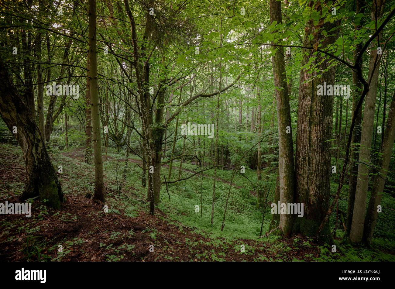 Ein launischer Wald. In der Nähe der Stadt Olsztynek, Warmian-mazurian Provinz, Polen. Stockfoto