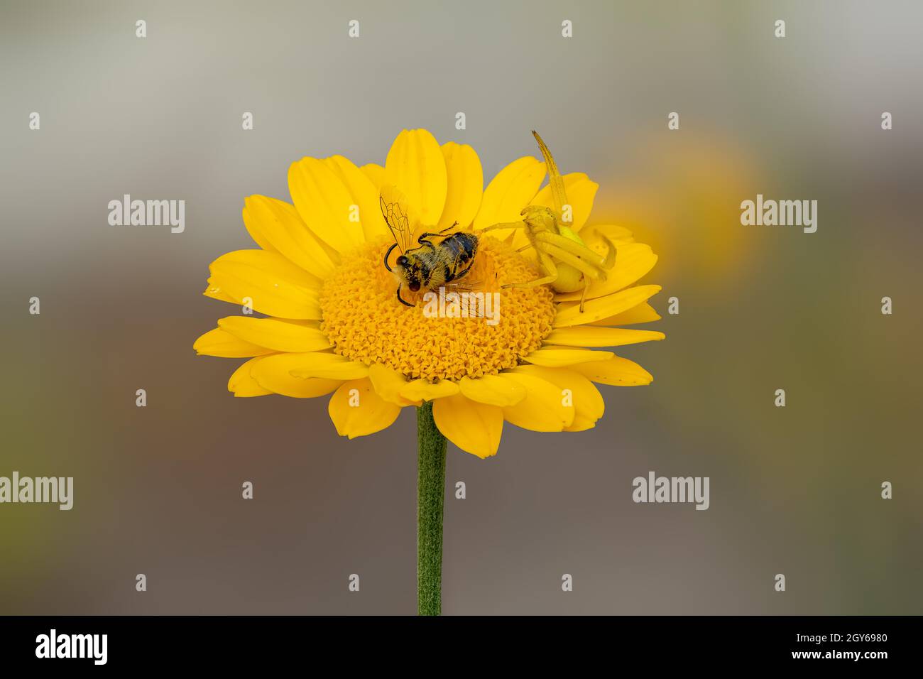 Eine Misumena vatia Blume Krabbenspinne mit einer Biene auf einer gelben Asterblume. Stockfoto