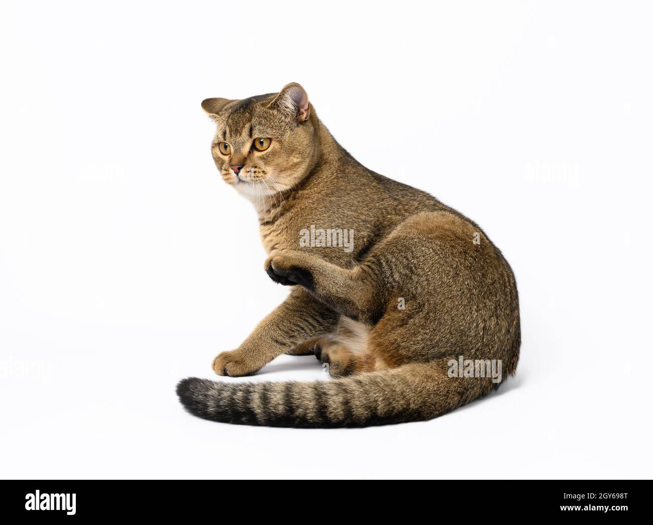 Erwachsene graue schottische gerade Katze sitzt auf einem weißen Hintergrund, Blick zur Seite Stockfoto