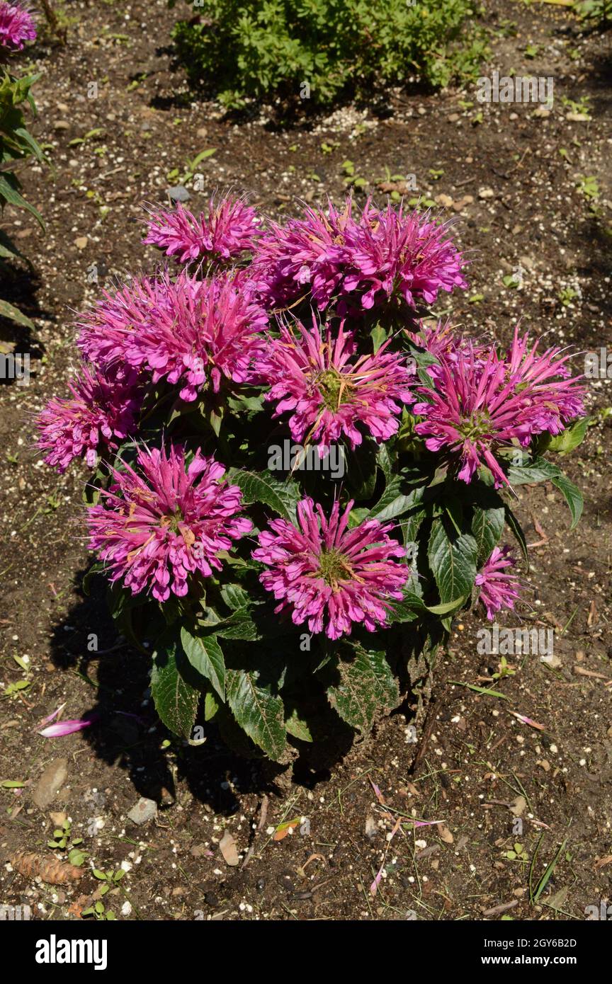 Ein paar frische Gartenblumen, die alle in voller Blüte an einem sonnigen Tag im späten Frühling sind. Stockfoto