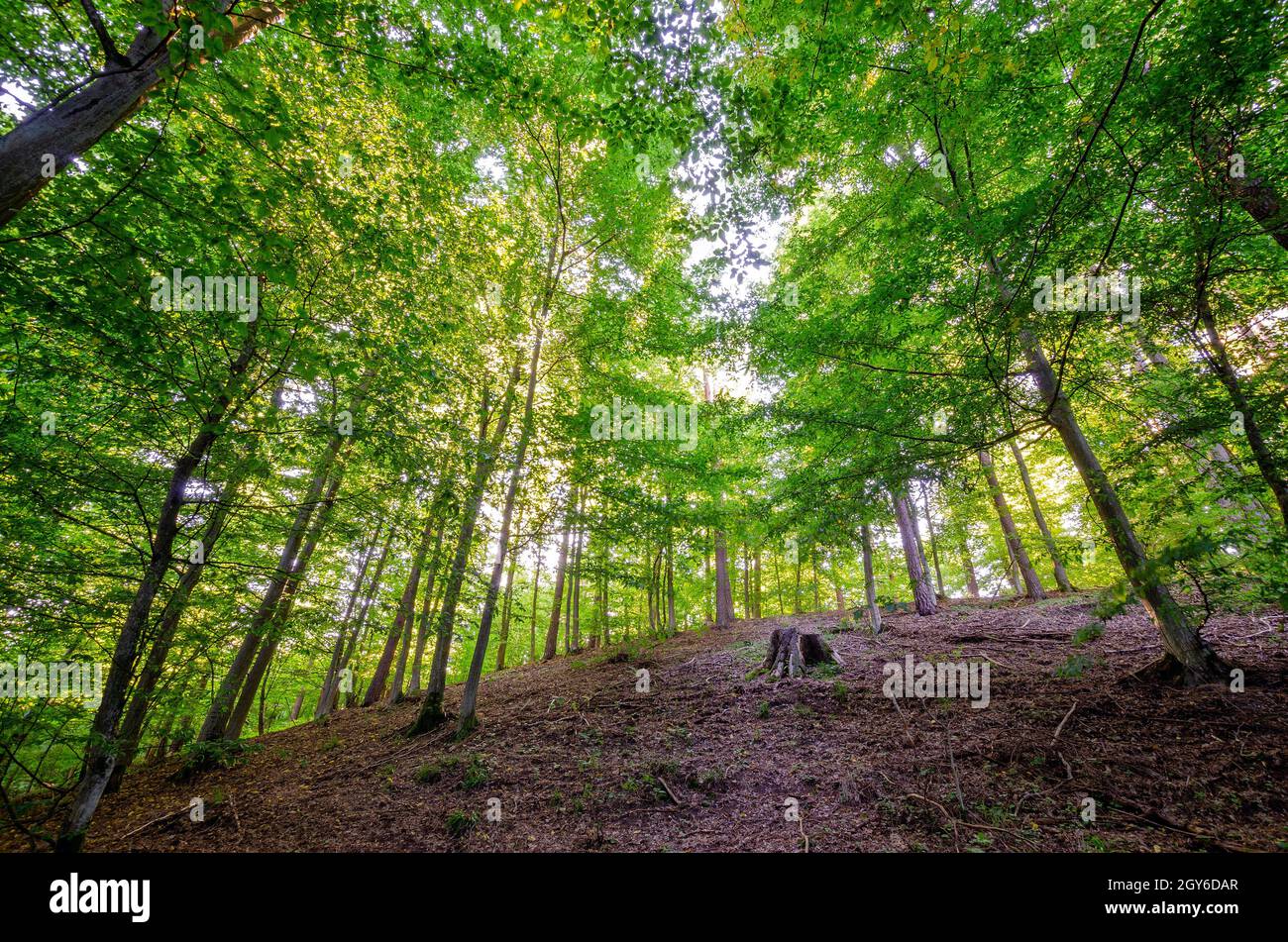 Der warmische Wald. Provinz Warmian-mazurian, Bezirk Olsztynek, Polen. Stockfoto