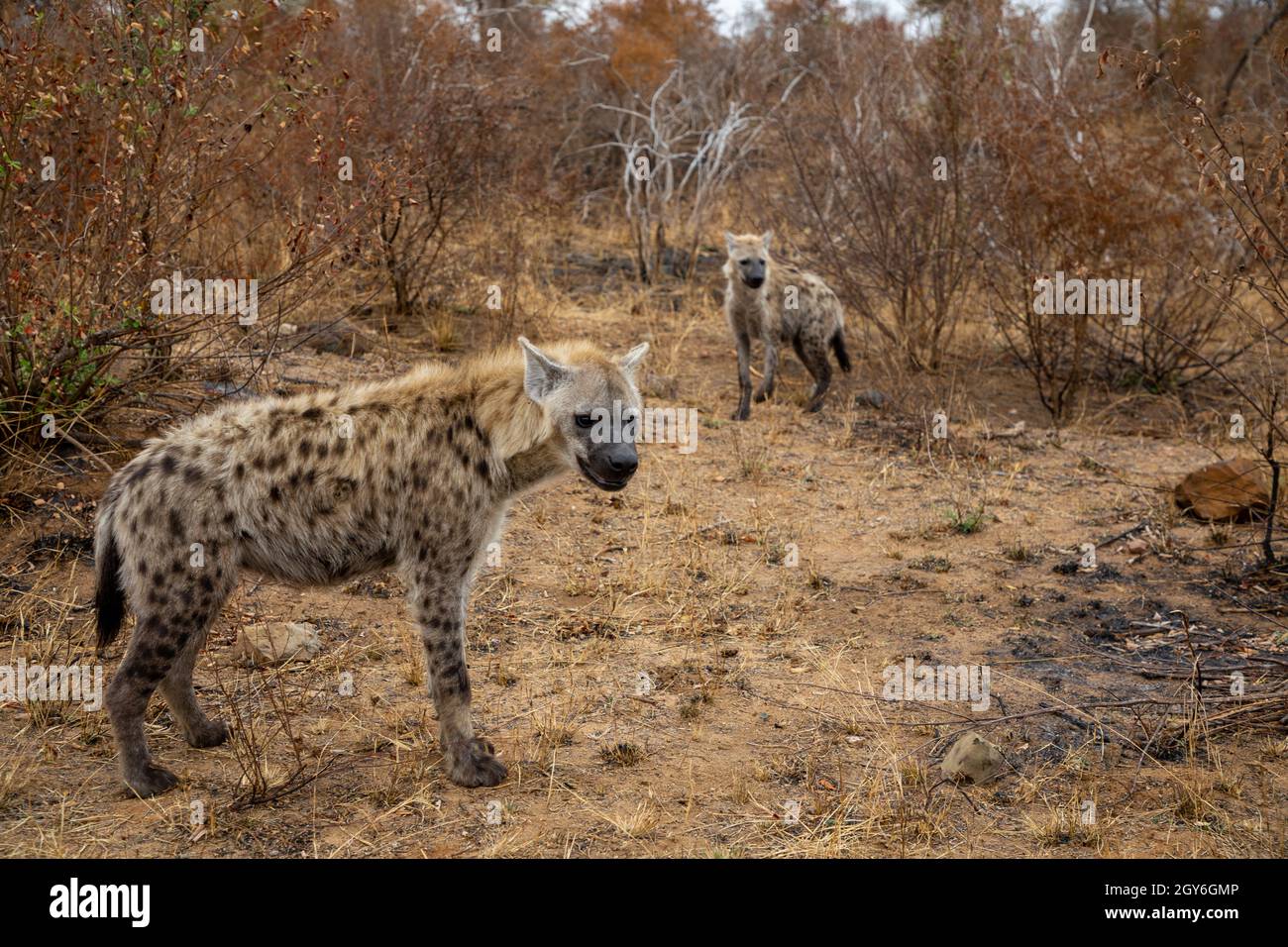 Hyäne im Krüger National Park in Südafrika Stockfoto