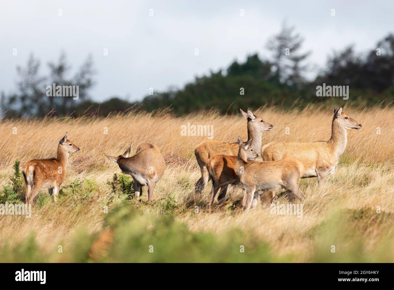 Rothirn (Cervus Elaphus) tut es auf einem englischen Moor Stockfoto