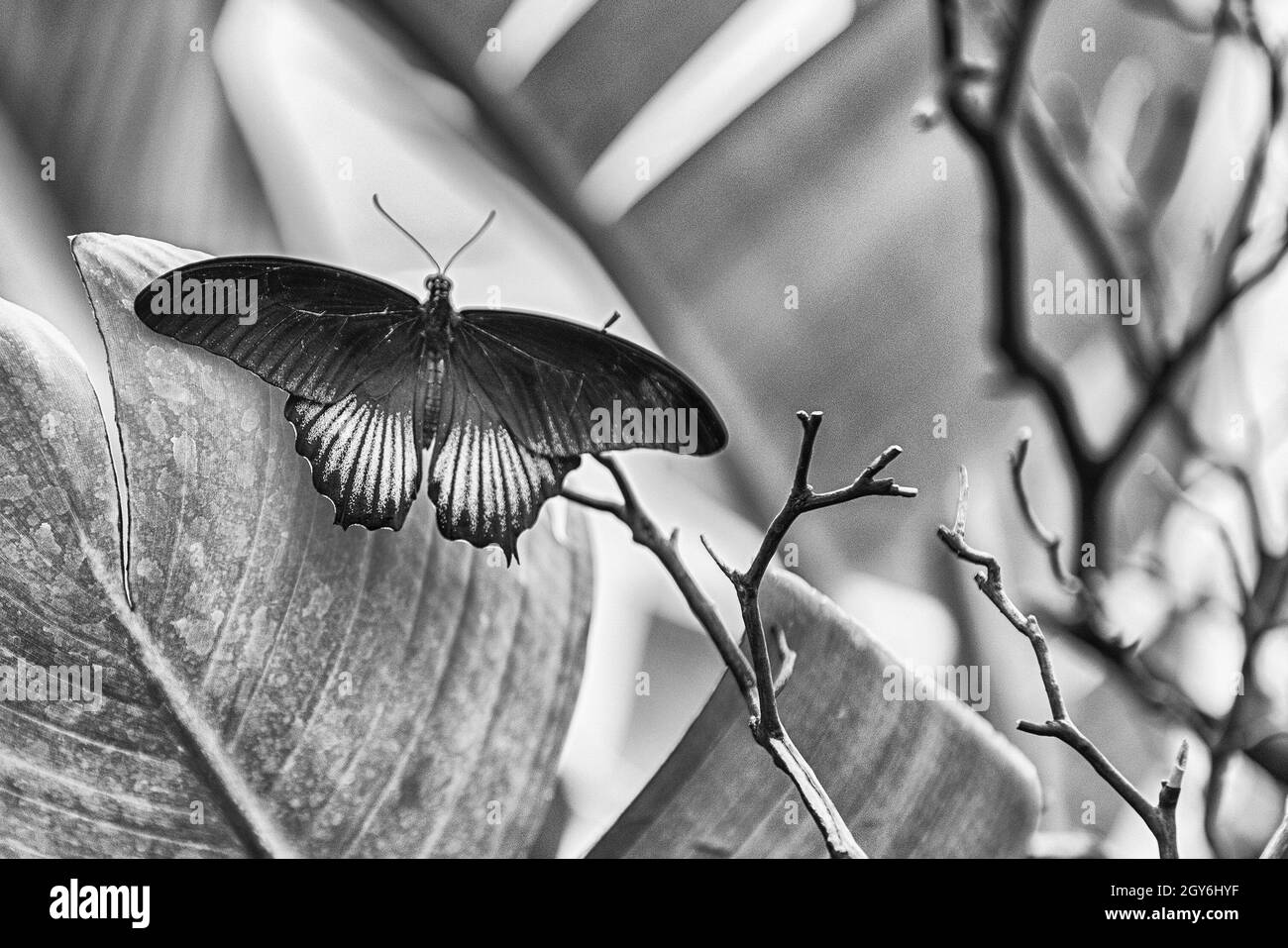 Papilio Memnon, aka großer Mormone ist ein tropischer Schmetterling. Hier gezeigt beim Stehen auf einem Blatt Stockfoto