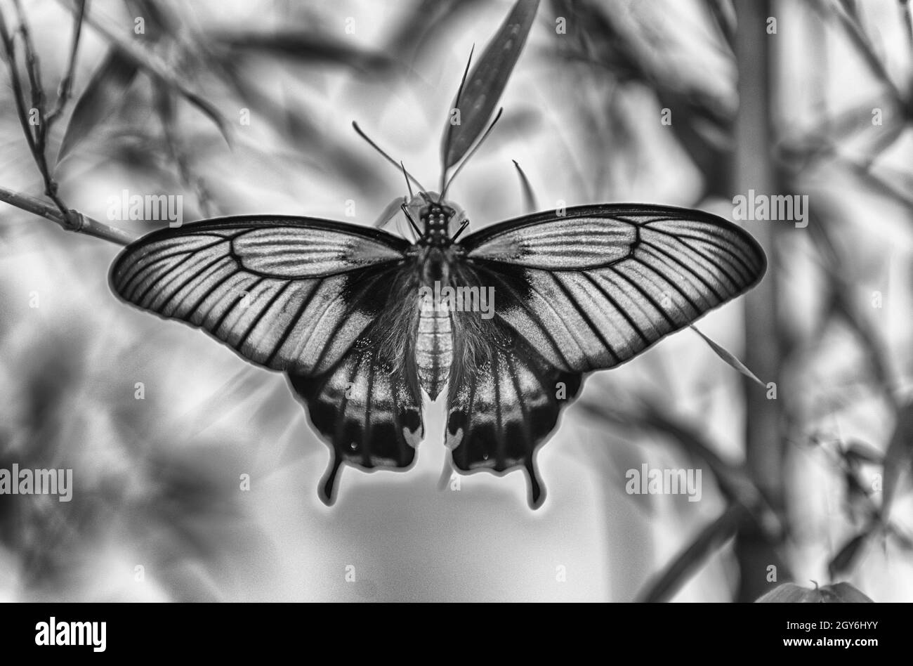 Papilio Memnon, aka großer Mormone ist ein tropischer Schmetterling. Hier gezeigt beim Stehen auf einem Blatt Stockfoto