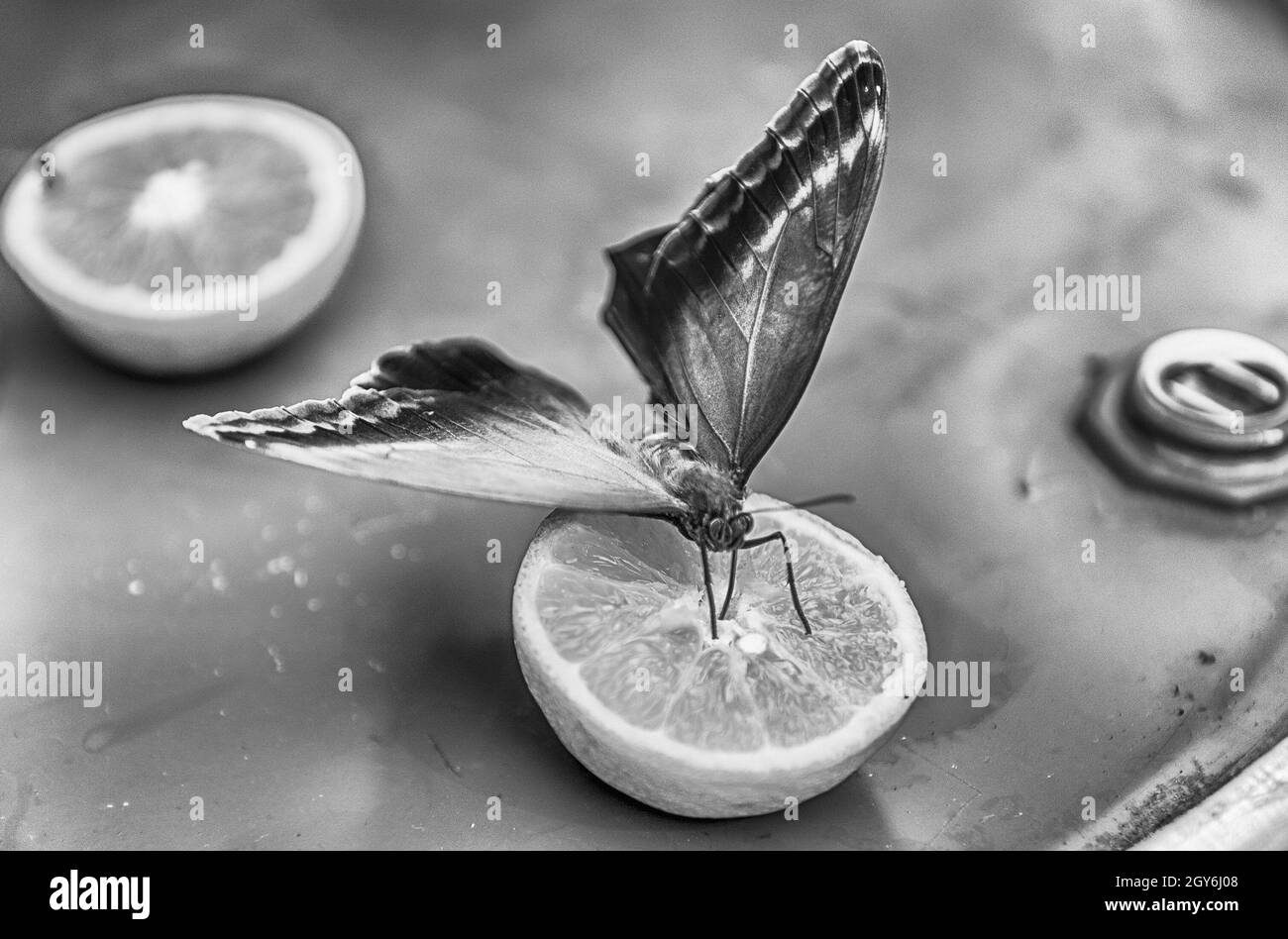 Automedon Eryphanis, aka Automedon riesen Eule ist ein tropischer Schmetterling. Hier sehen Sie, während Sie das Essen von Orange Stockfoto