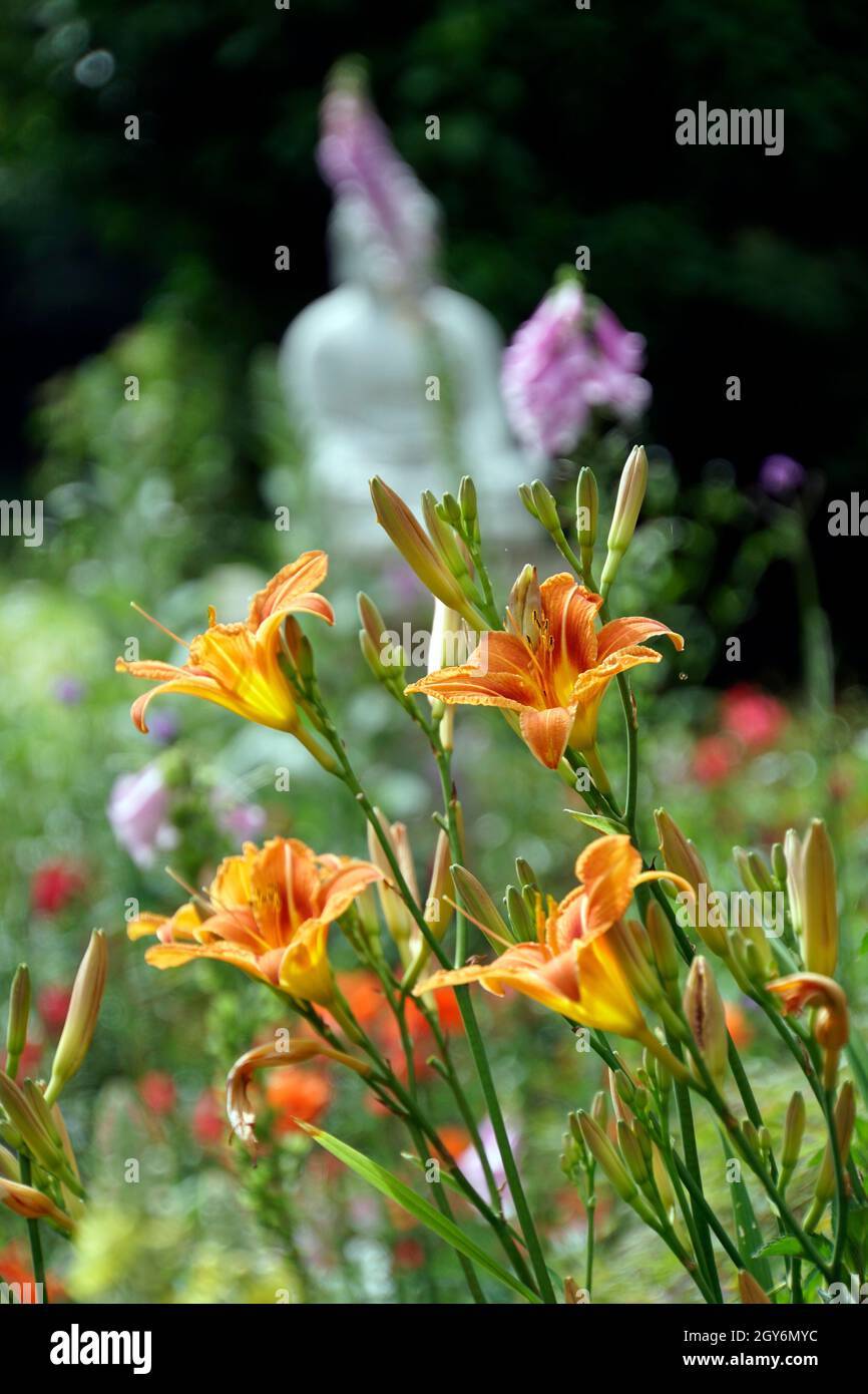 Gelbrote Taglilie (Hemerocallis fulva) Stockfoto