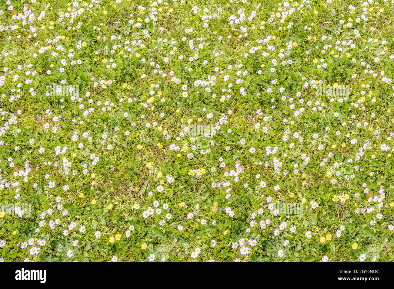 Grüne Wiese im Frühling mit Butterblumen und Gänseblümchen als Hintergrund Stockfoto