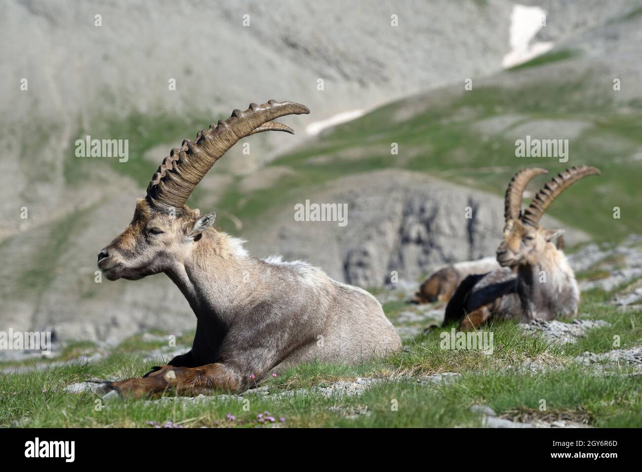 Der männliche Steinbock, der Capra Ibex und die Steinbock-Gruppe, eine Form der Wildschweine, sitzen auf den felsigen Hängen im Nationalpark Mercantour in den französischen Alpen Stockfoto