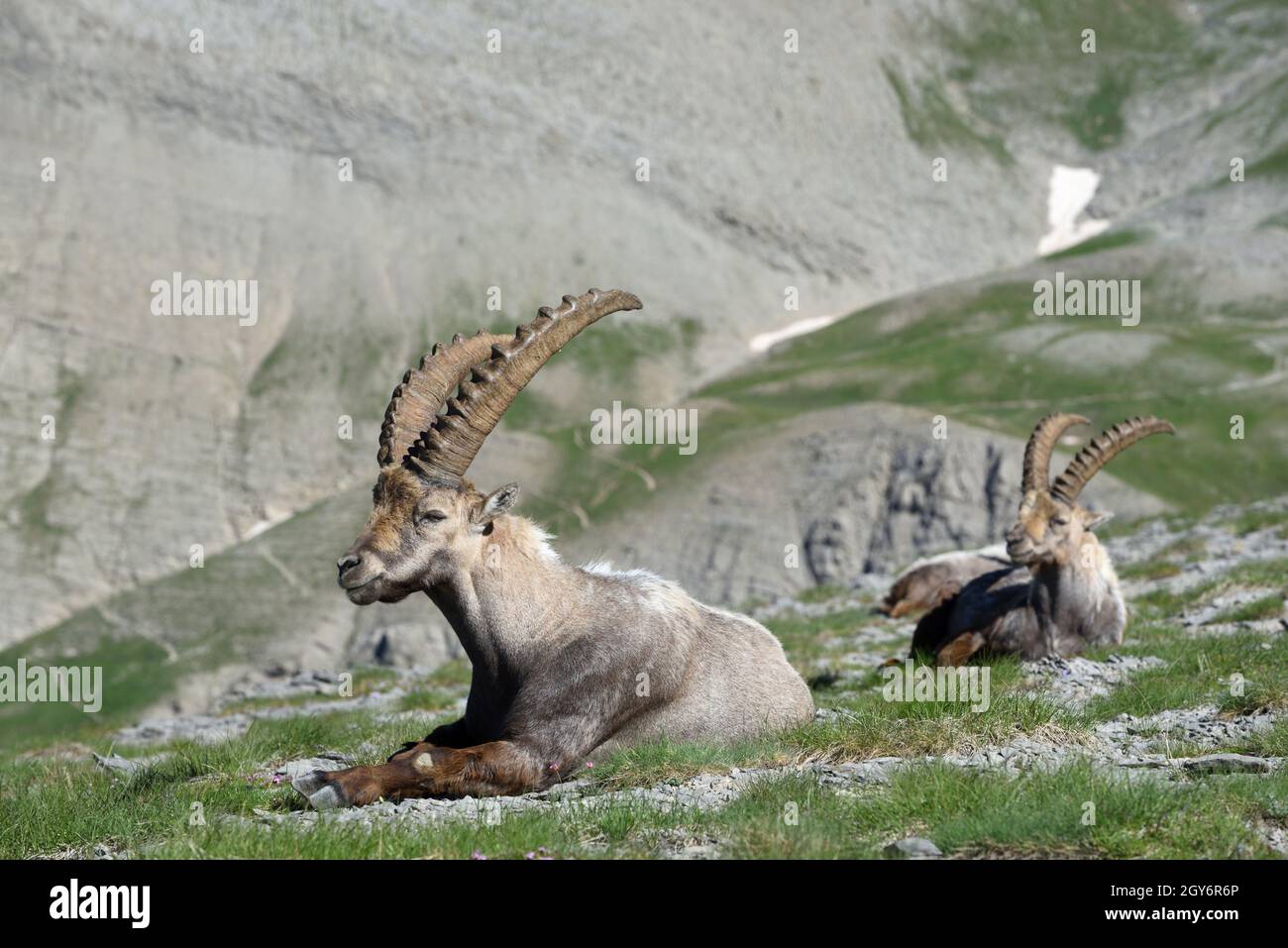 Der männliche Steinbock, der Capra Ibex und die Steinbock-Gruppe, eine Form der Wildschweine, sitzen auf den felsigen Hängen im Nationalpark Mercantour in den französischen Alpen Stockfoto