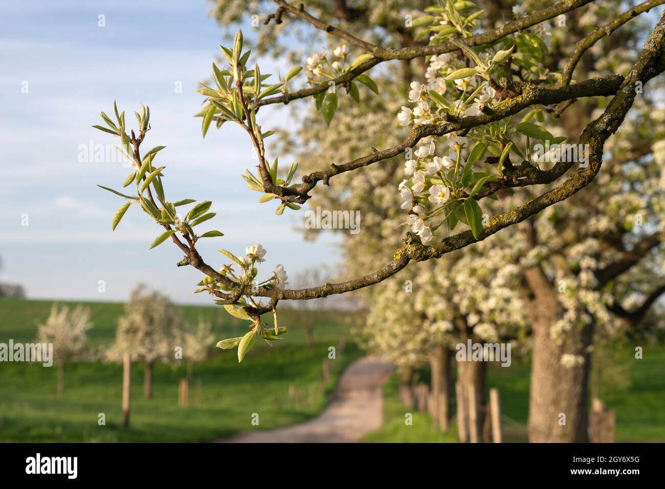 Panoramabild von Wiesenplantagen mit blühenden Bäumen, Bergisches Land, Deutschland Stockfoto