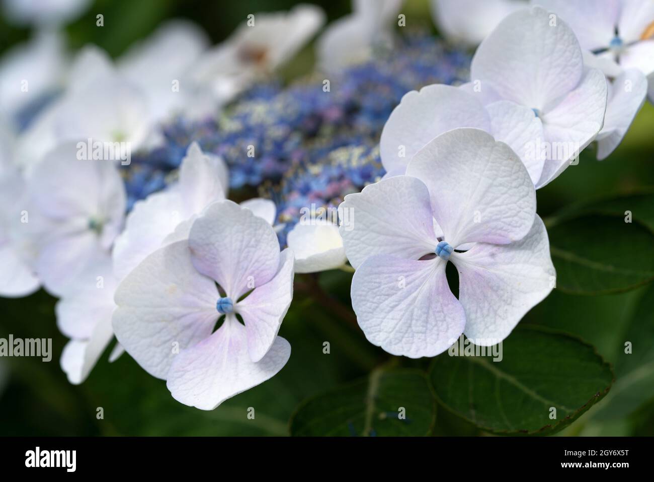 Penny-Mac (Hydrangea Macrophylla), Blumen des Sommers Stockfoto