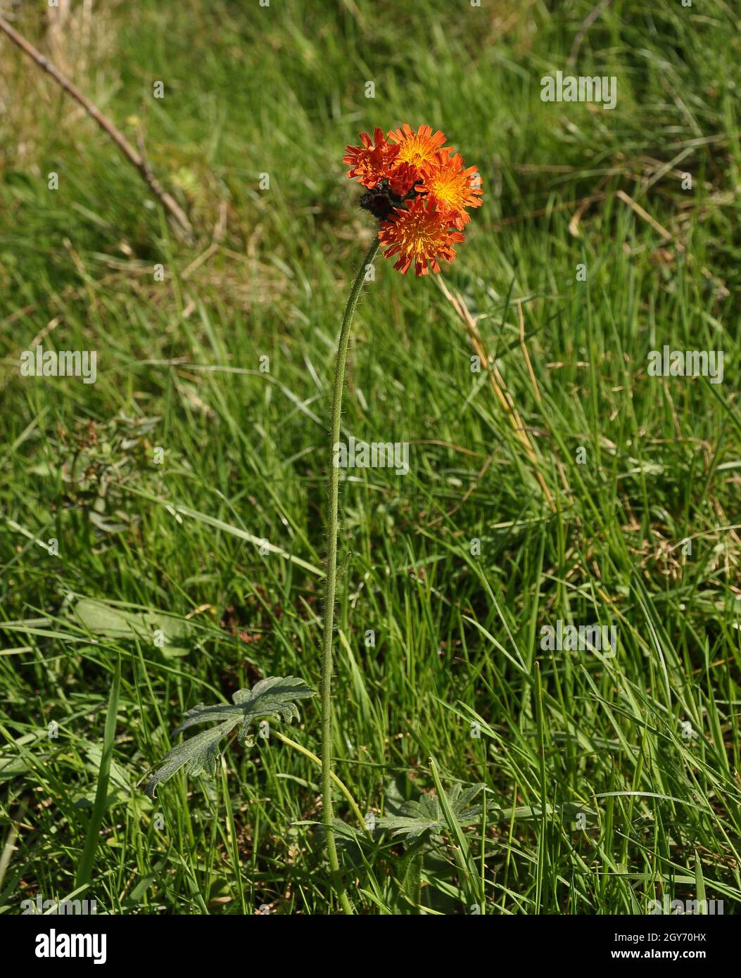 Blume des Hieracium aurantiacum am Waldrand Stockfoto