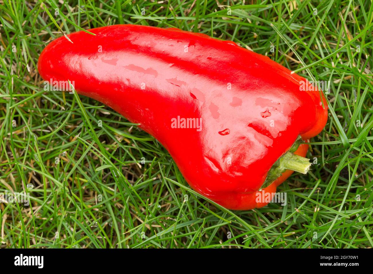 Rote Chilischote auf Gras Hintergrund feucht und glänzend rot auf grünem Bild im Landschaftsformat. Lebensmittelaroma Textur und Farbfarbe Verwenden Sie Gemüse Stockfoto